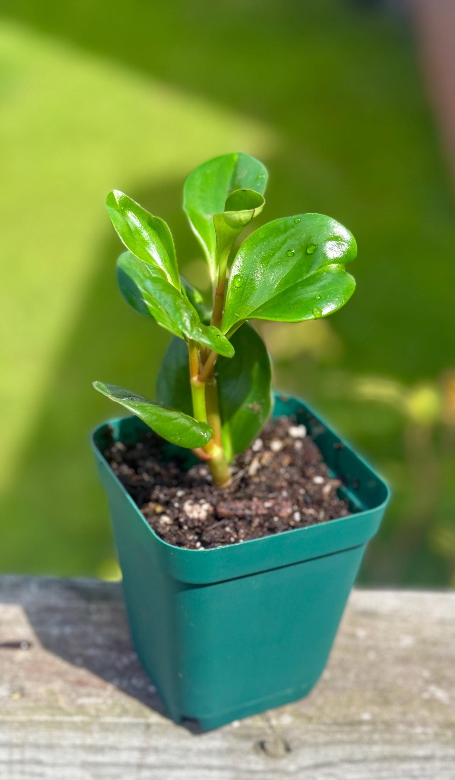 Spice Is Nice Peperomia Starter Plant: Easy-Care Houseplant (3-6")