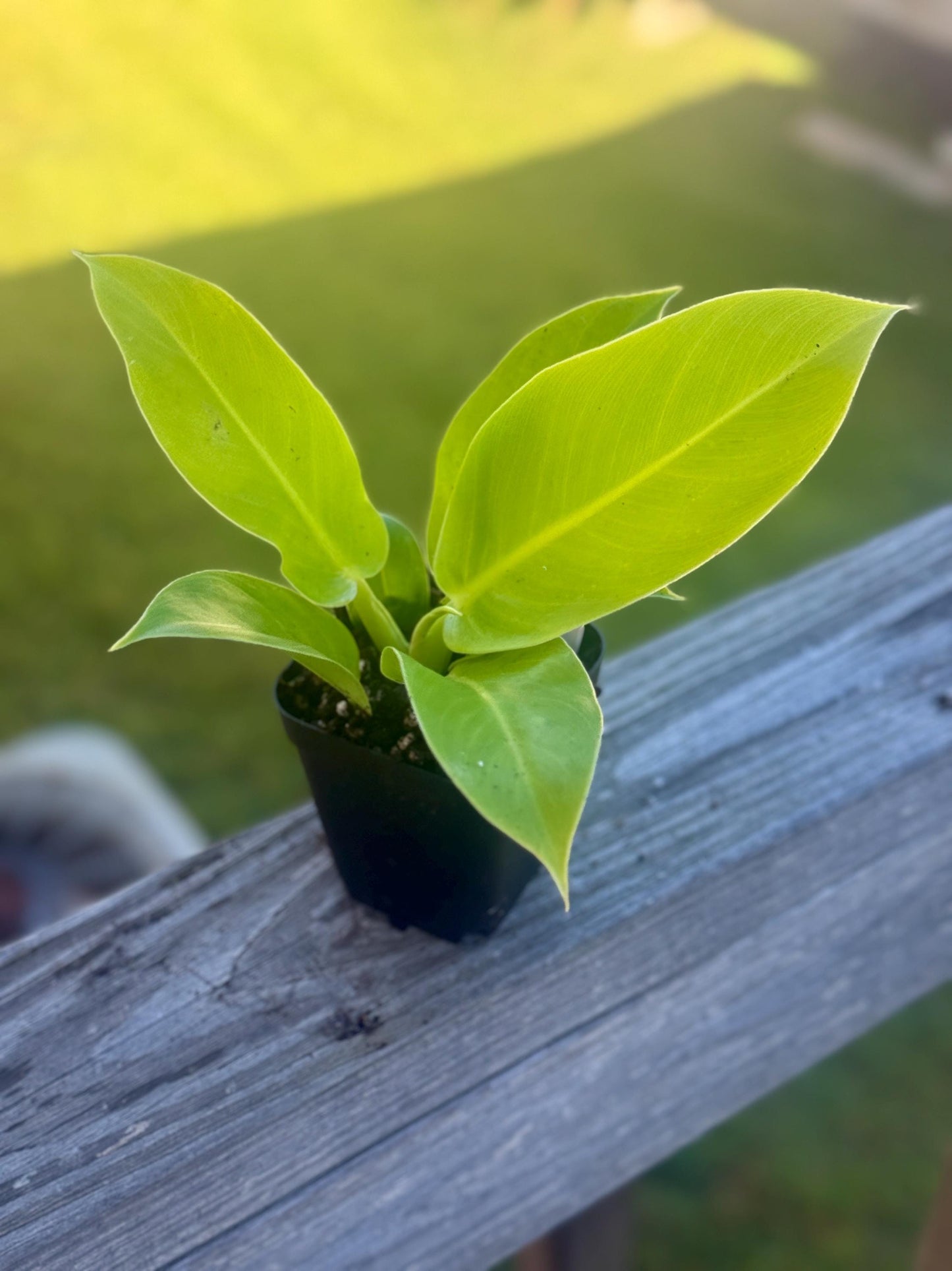 Philodendron Moonlight β Live Starter Plant (3β6β)