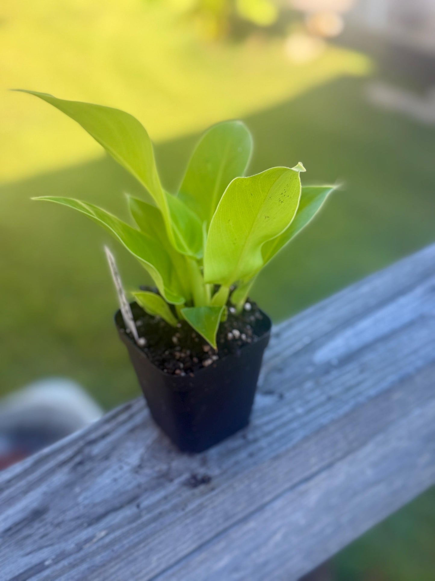 Philodendron Moonlight β Live Starter Plant (3β6β)