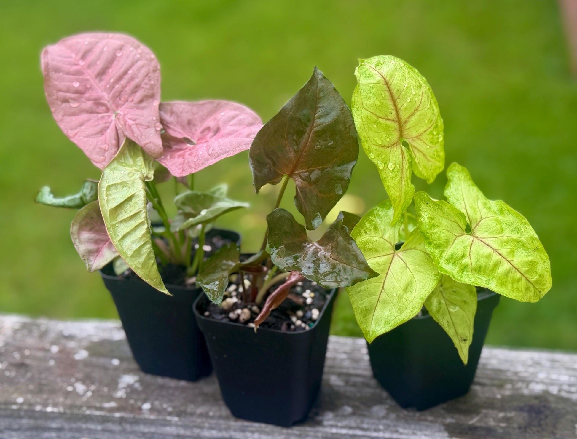 Syngonium Arrowhead Bundle – Cupid’s Quiver, Neon, & Maria Allusion (3 plants, 4-7”)