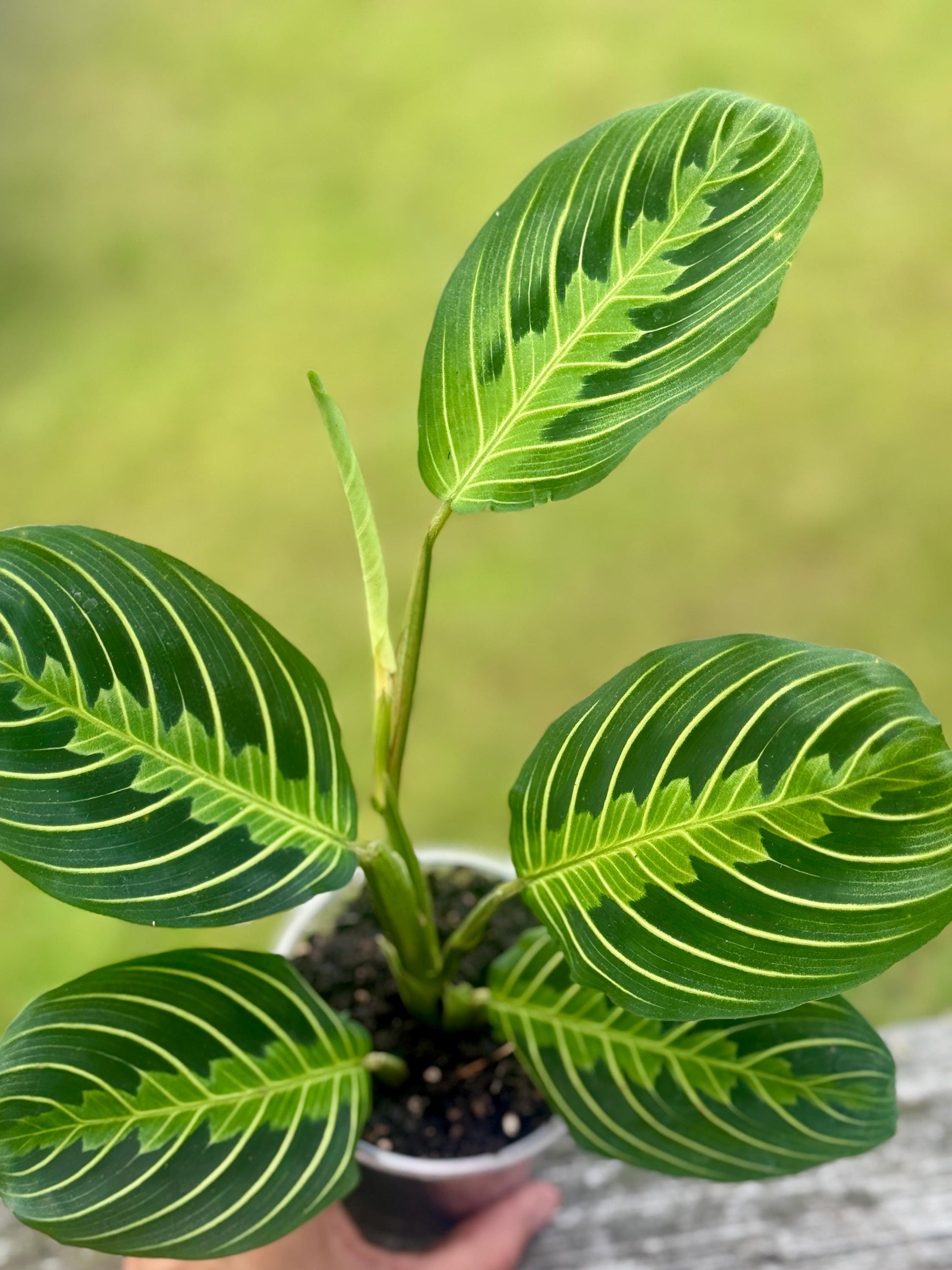 Maranta leuconeura ‘Lemon Lime’ — Prayer Plant Starter (5–8”)