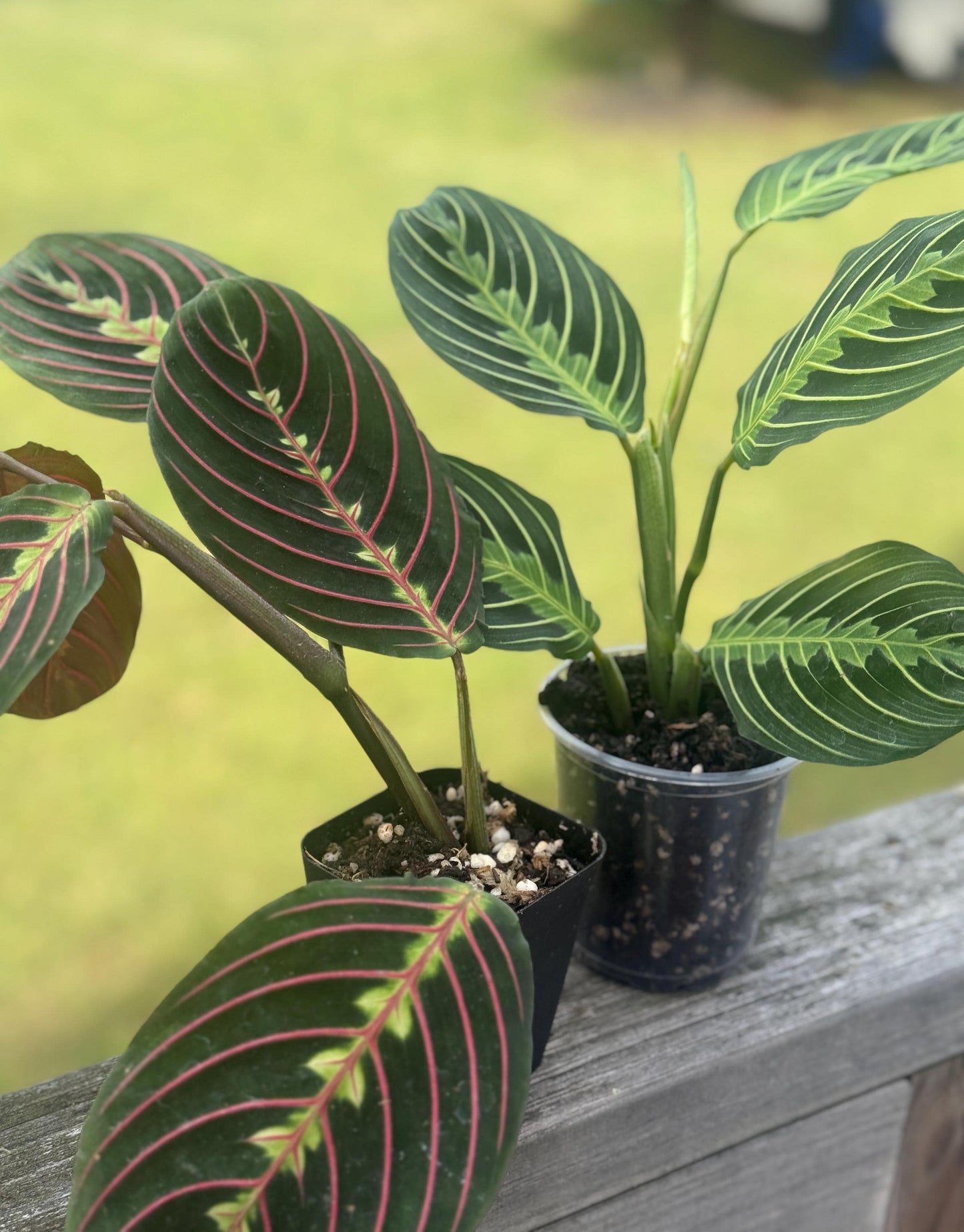 Maranta leuconeura Bundle — Lemon Lime + Red Prayer Plant Starters (5–8”)