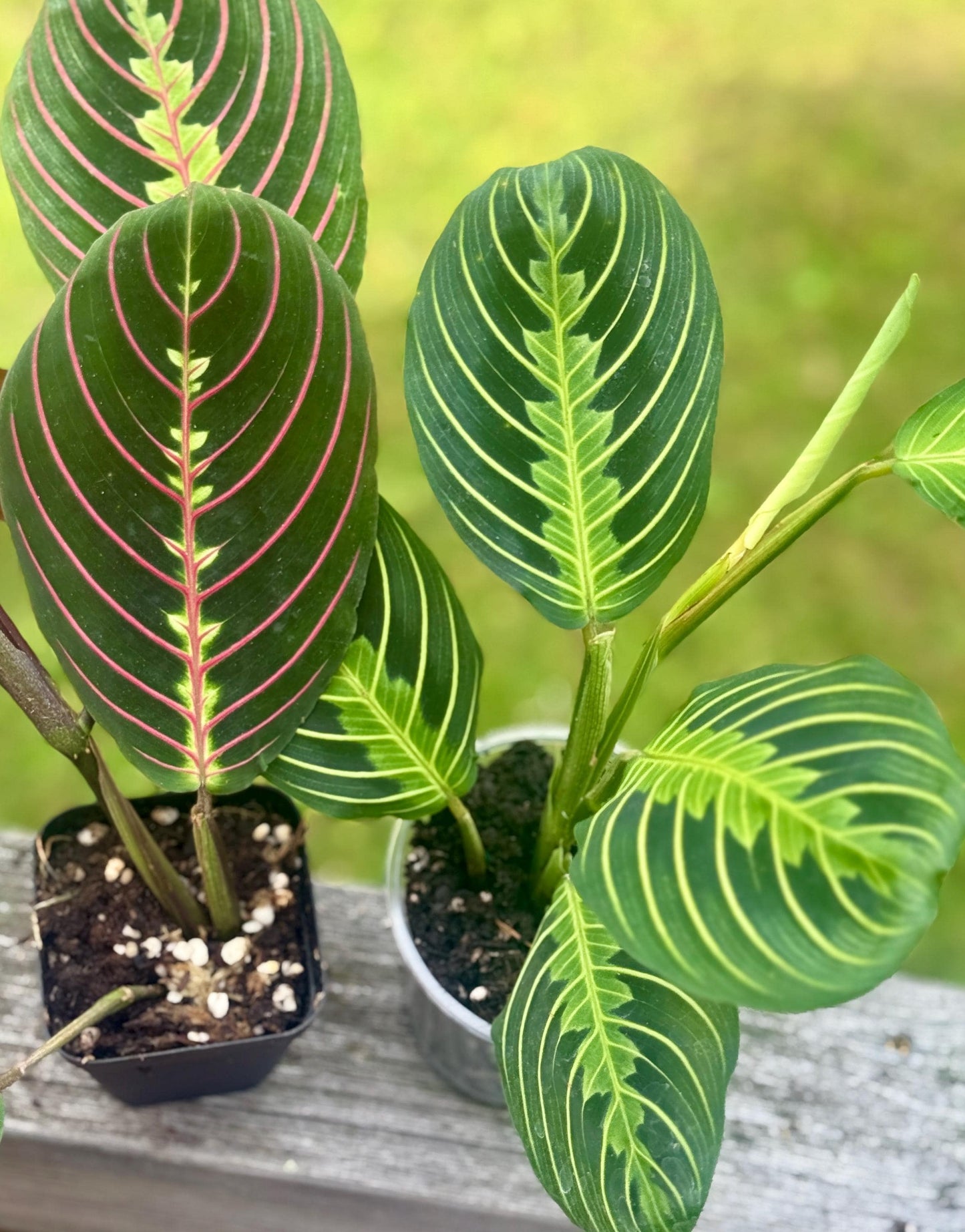 Maranta leuconeura Bundle — Lemon Lime + Red Prayer Plant Starters (5–8”)