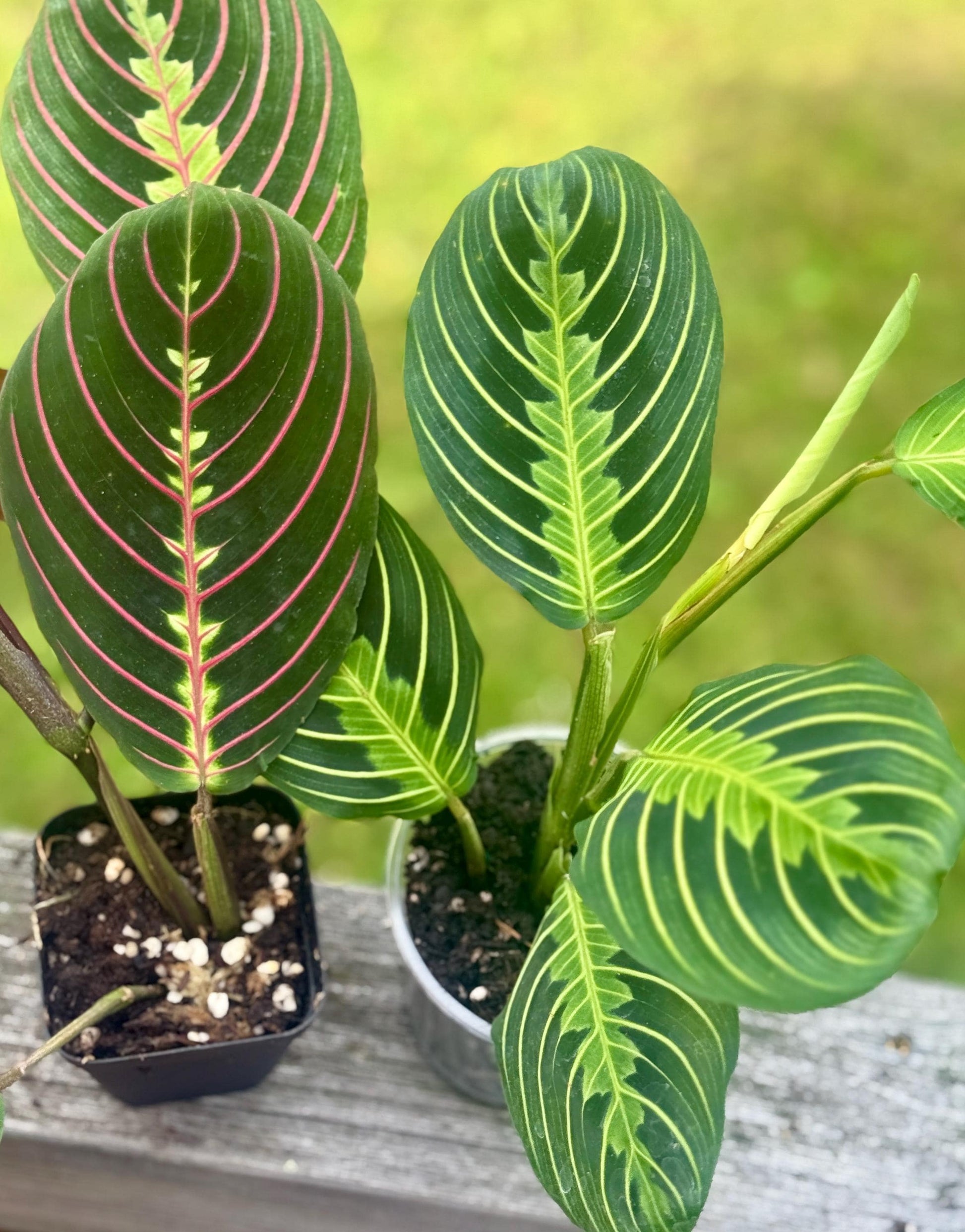 Maranta leuconeura Bundle — Lemon Lime + Red Prayer Plant Starters (5–8”)