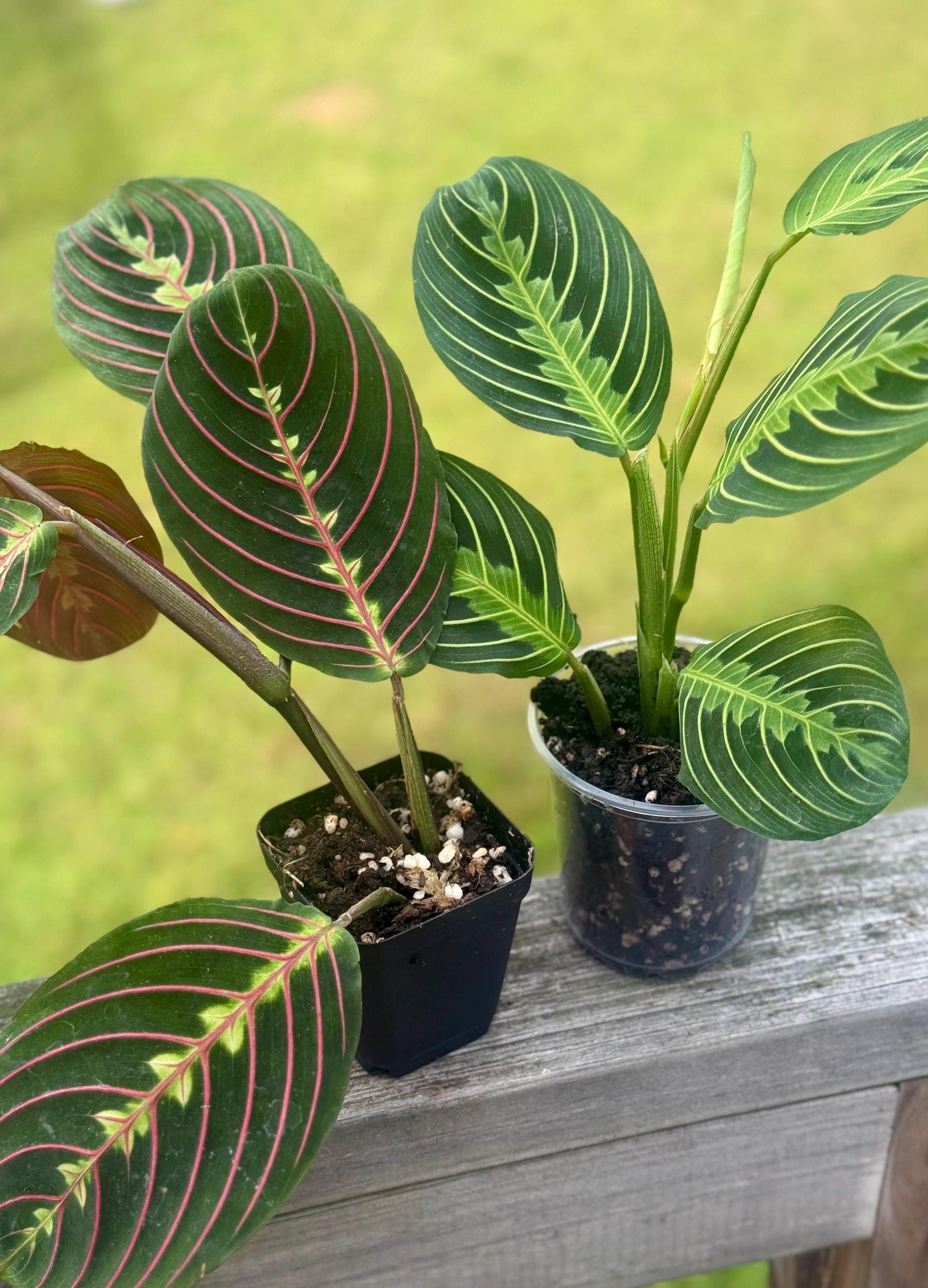 Maranta leuconeura Bundle — Lemon Lime + Red Prayer Plant Starters (5–8”)