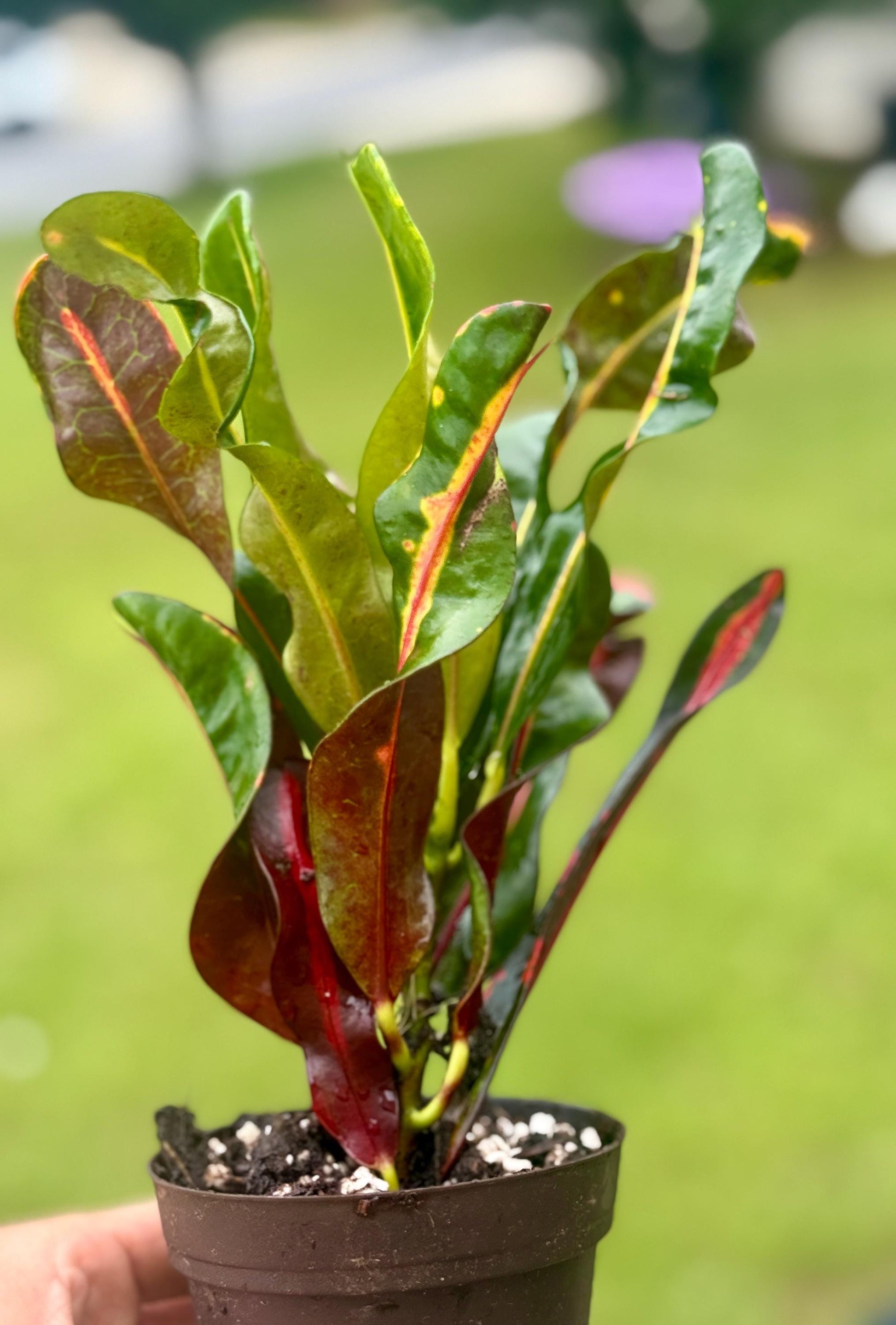 Codiaeum variegatum Bundle — Gold Dust & Croton Mammy Starters (4–8”)