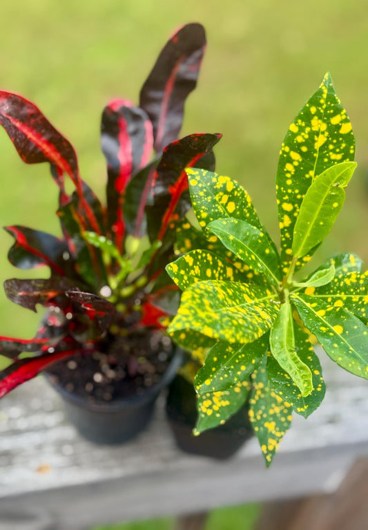 Codiaeum variegatum Bundle — Gold Dust & Croton Mammy Starters (4–8”)