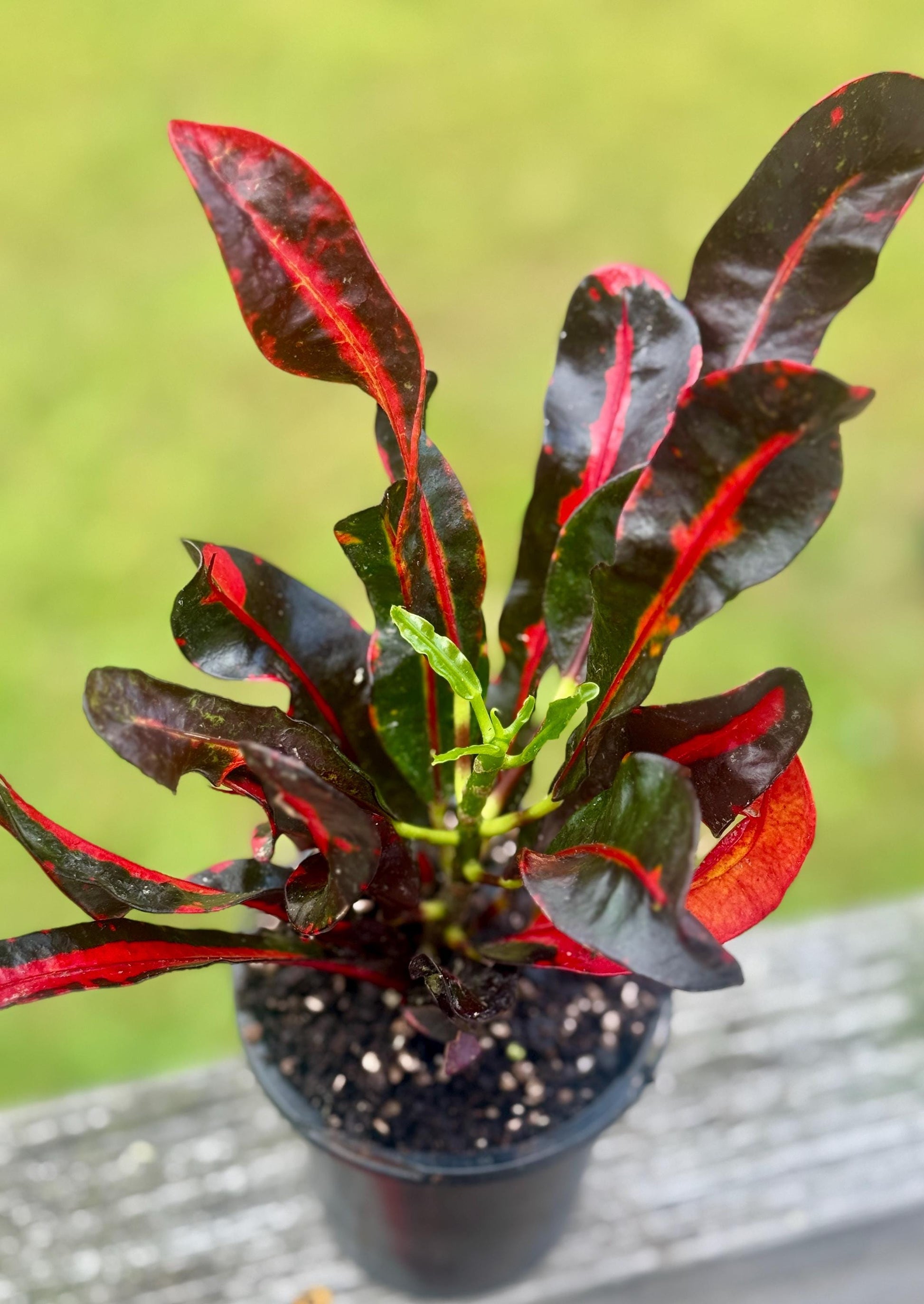 Codiaeum variegatum Bundle — Gold Dust & Croton Mammy Starters (4–8”)