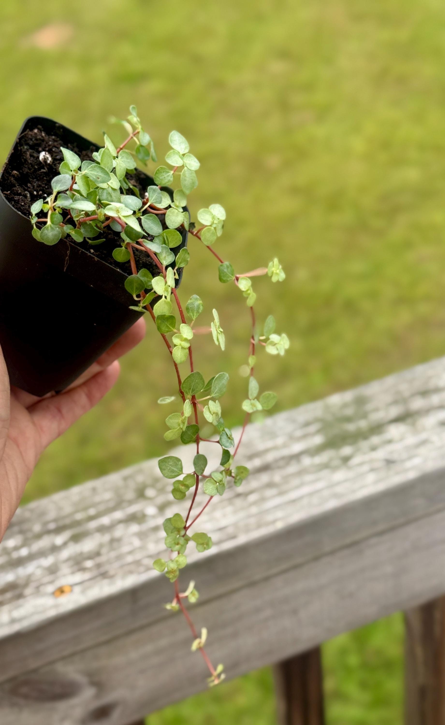 Nettle ‘Silver Sparkle’ — Starter Plant (2.7” Pot)