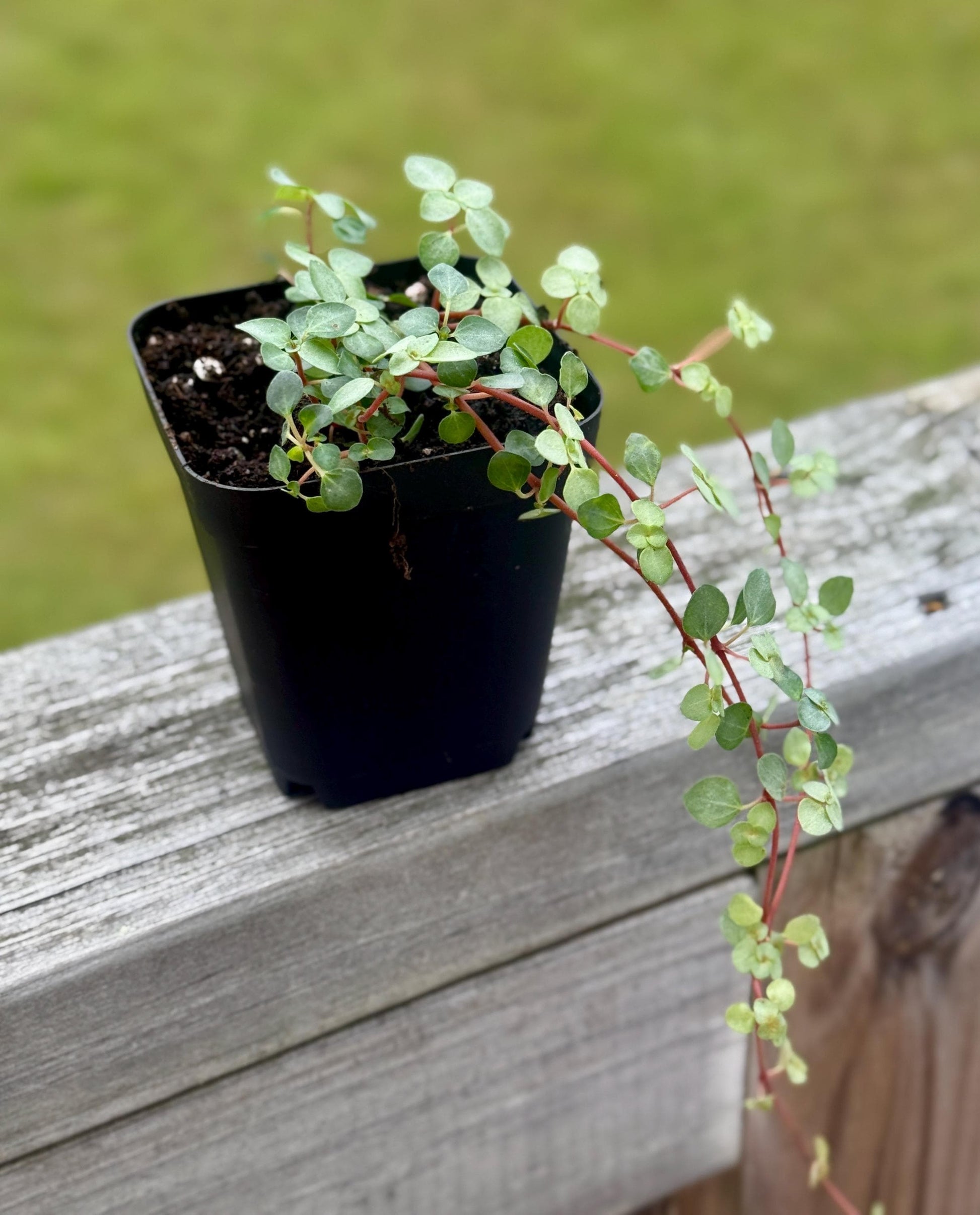 Nettle ‘Silver Sparkle’ — Starter Plant (2.7” Pot)