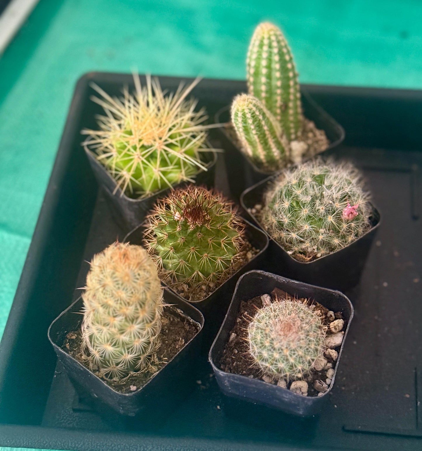 6 Live Cactus Bundle | Golden Barrel, Mammillaria & Columnar Mix | Easy Care Starter Set