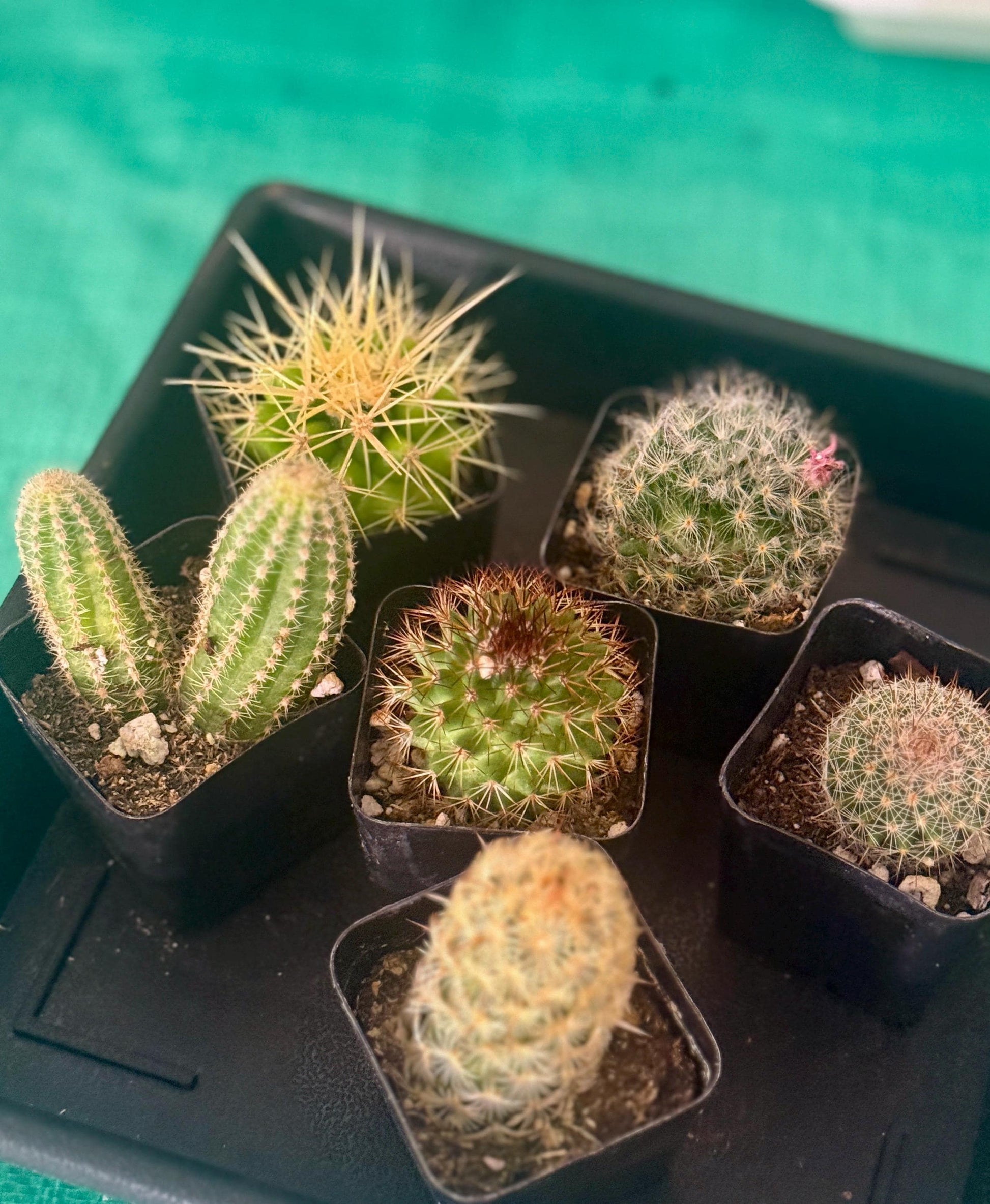 6 Live Cactus Bundle | Golden Barrel, Mammillaria & Columnar Mix | Easy Care Starter Set
