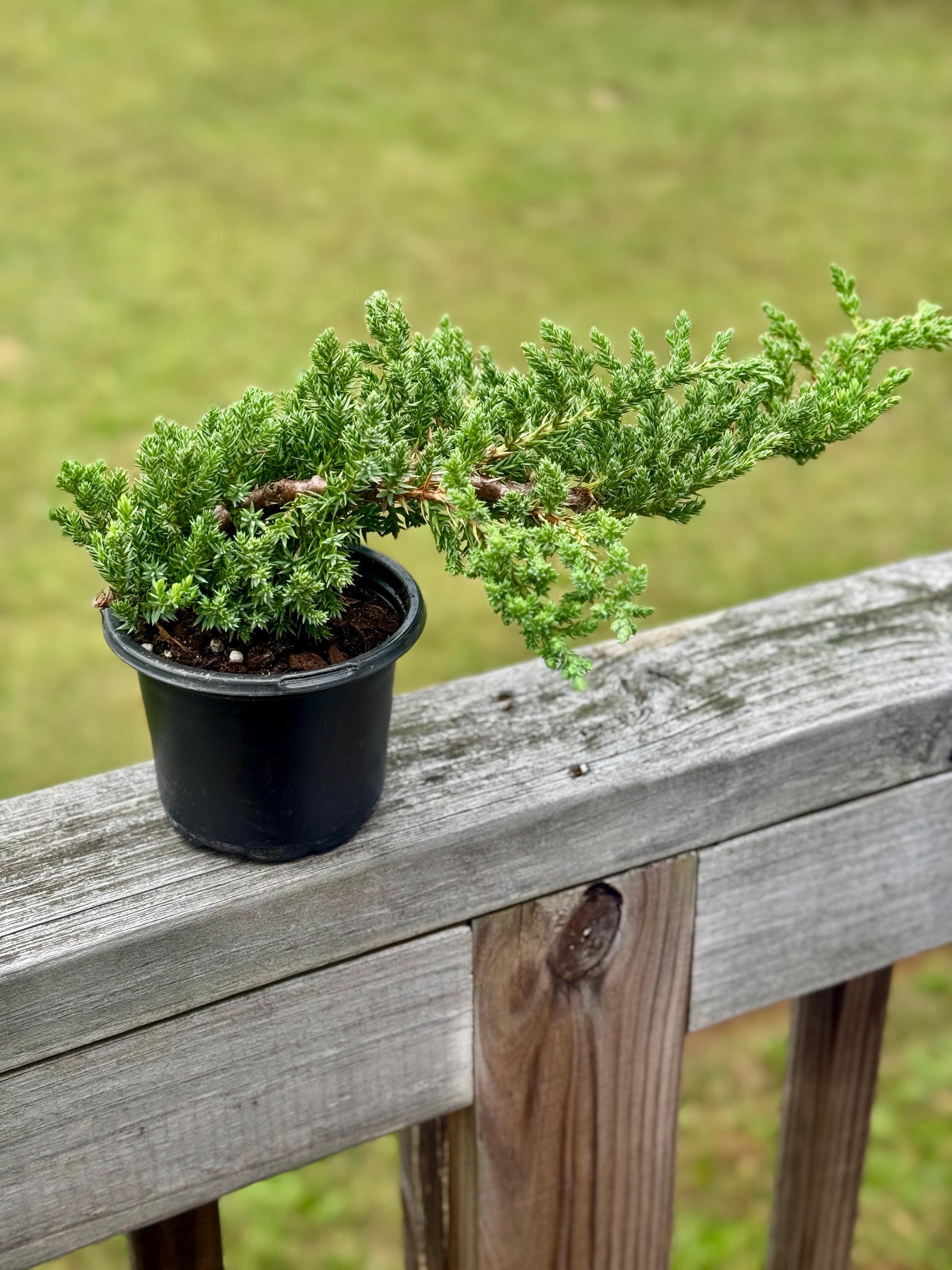 Juniper Procumbens ‘Nana’ Bonsai – 4” Live Starter Tree