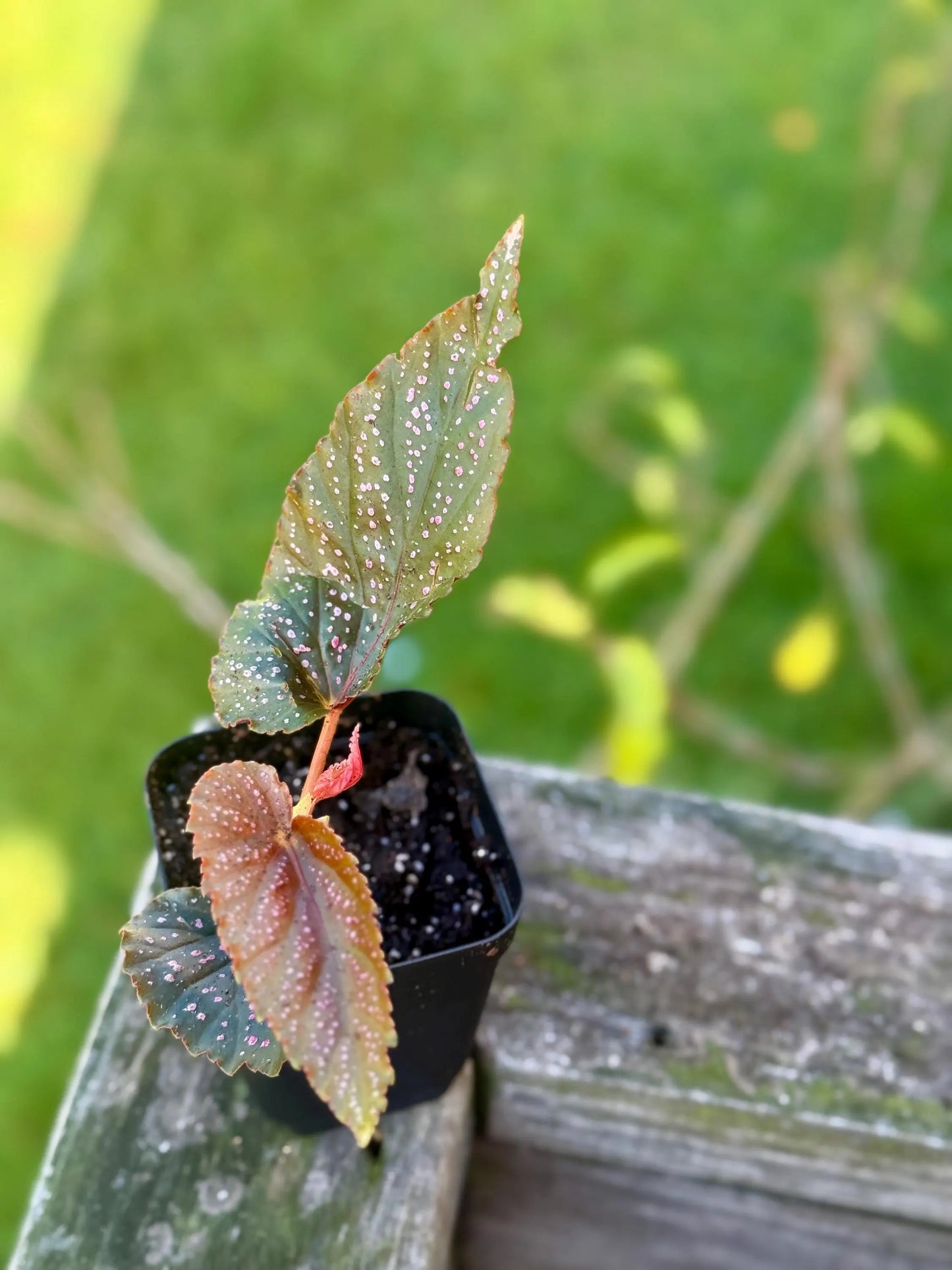Angel Wing Begonia Maculata ‘Pink Spot’ – Starter Plant (3–4”)