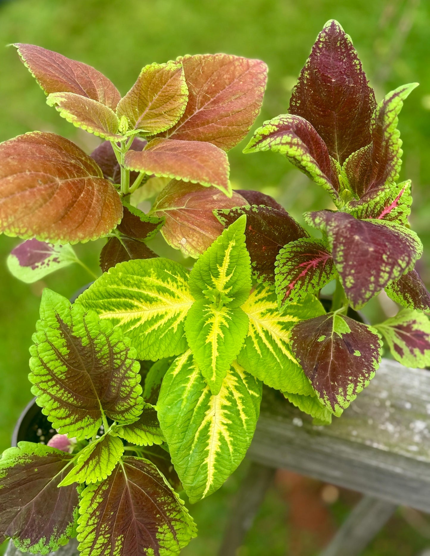 Small Coleus Starter Plant | Colorful Live Plant | 5-8 Inch Cutting Grown *please read description*