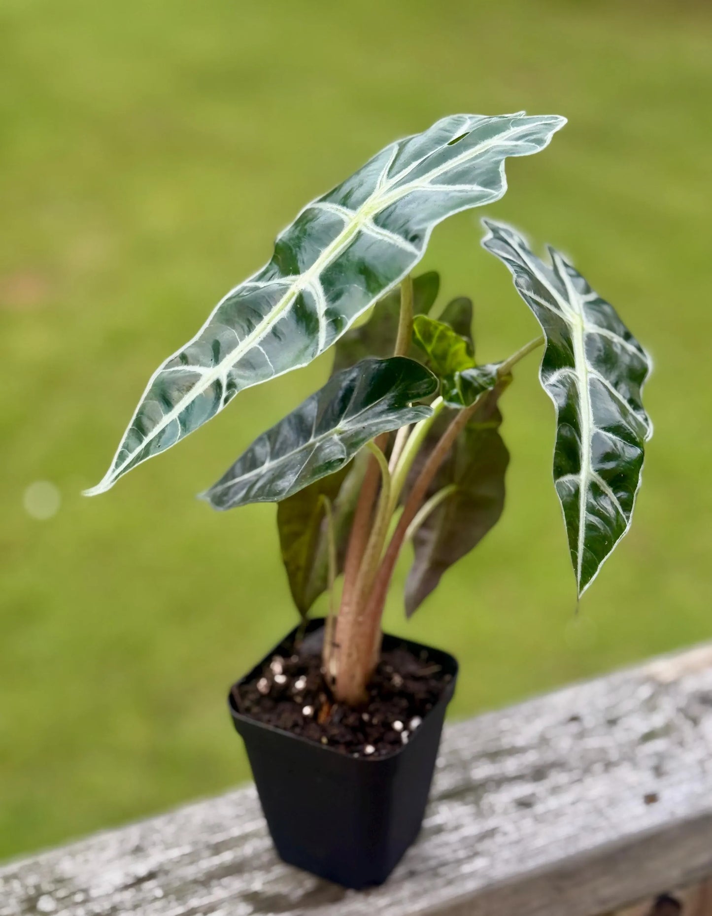 Alocasia African Mask ‘Polly’ | Exotic Houseplant with Bold Veins