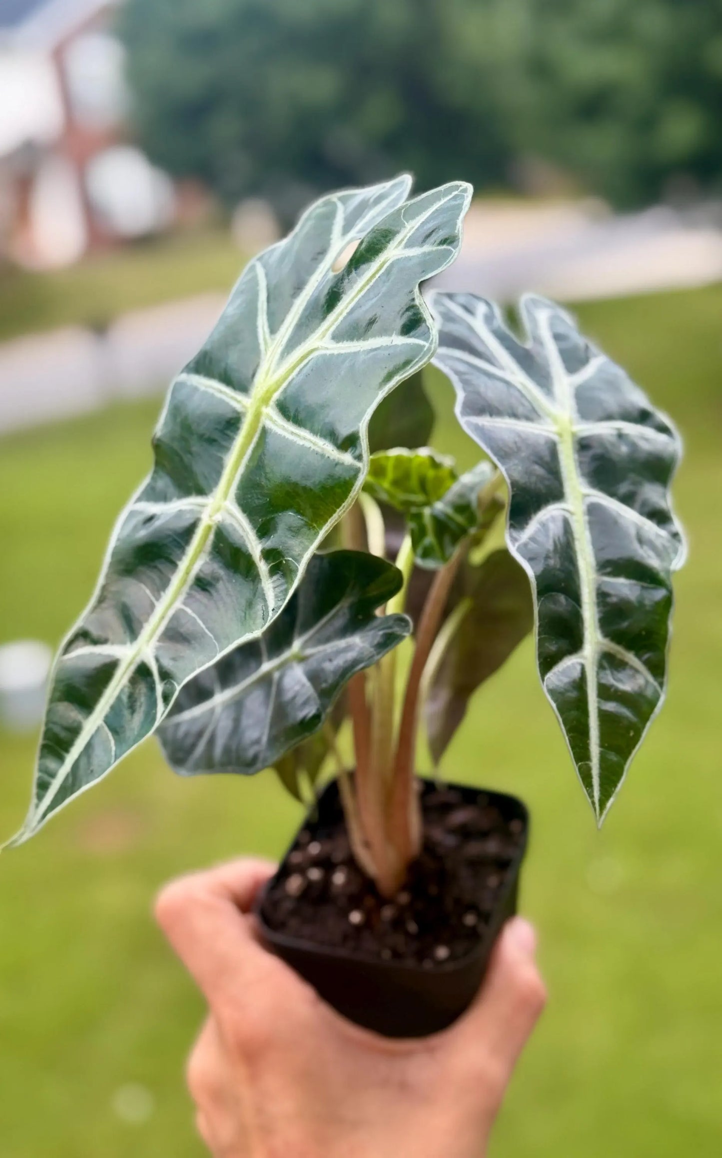 Alocasia African Mask ‘Polly’ | Exotic Houseplant with Bold Veins