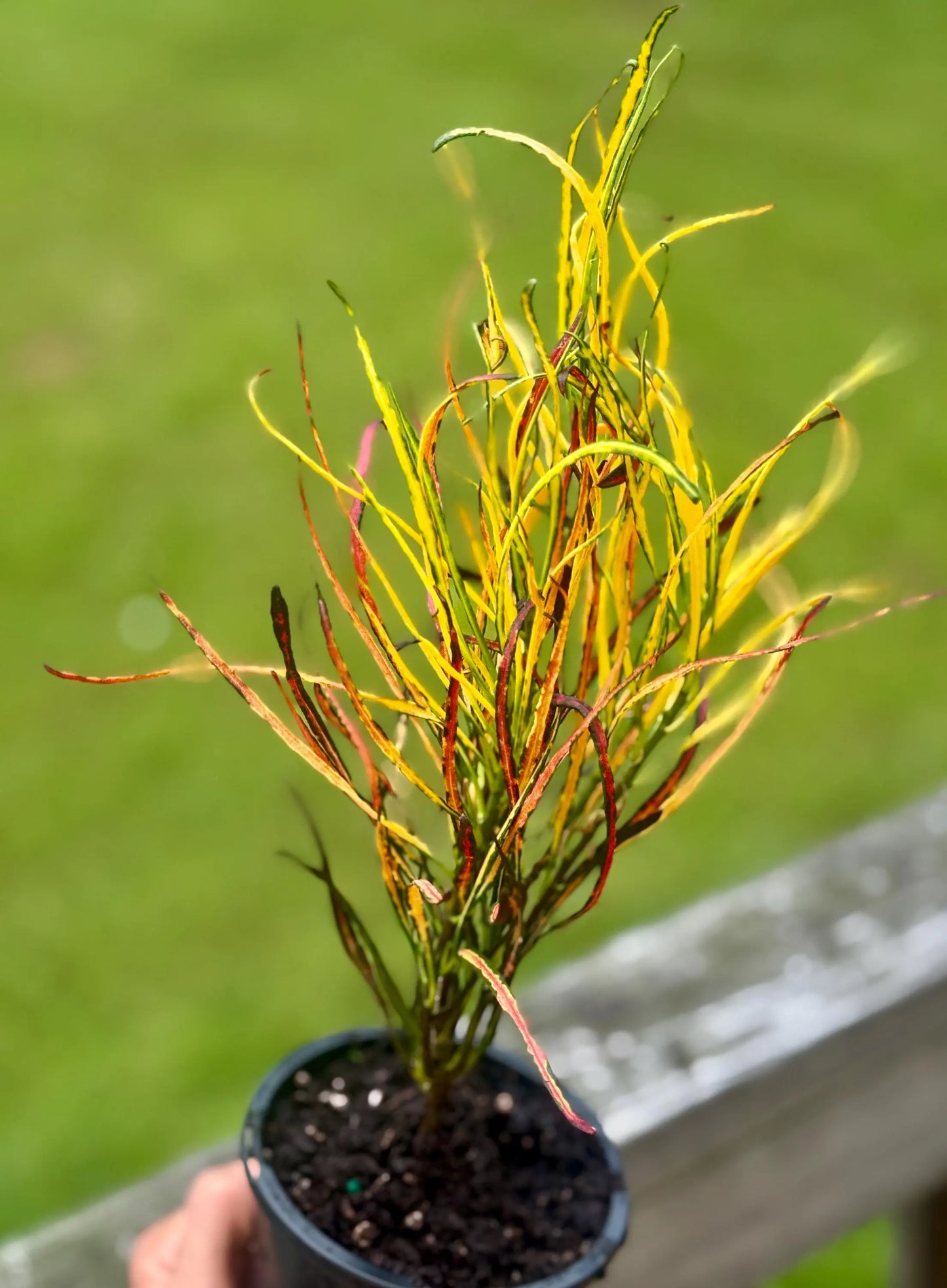 Croton ‘Picasso’ | Striped Foliage | 5 - 8"