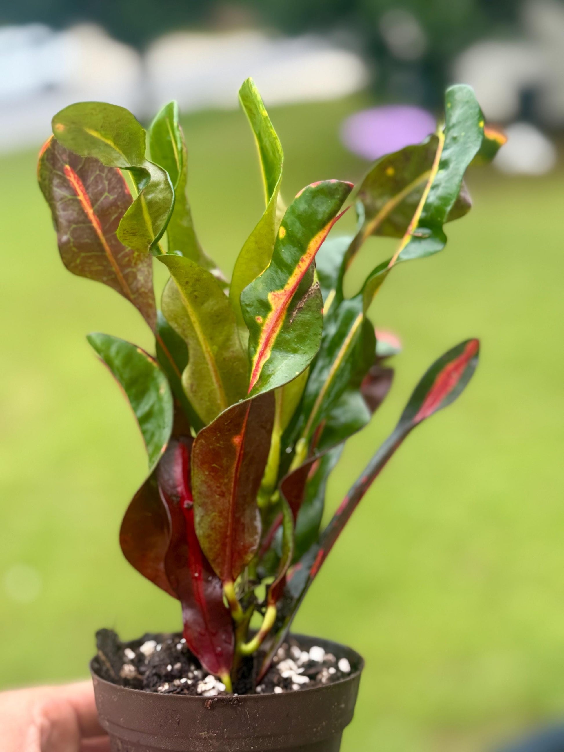 Croton Mammy | Colorful Tropical Plant with Curly Leaves | 6-8”