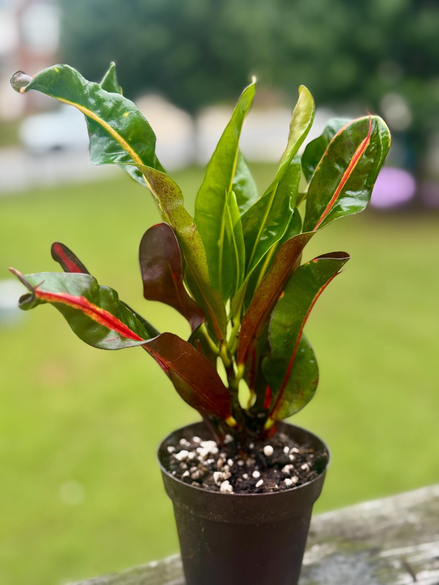 Croton Mammy | Colorful Tropical Plant with Curly Leaves | 6-8”