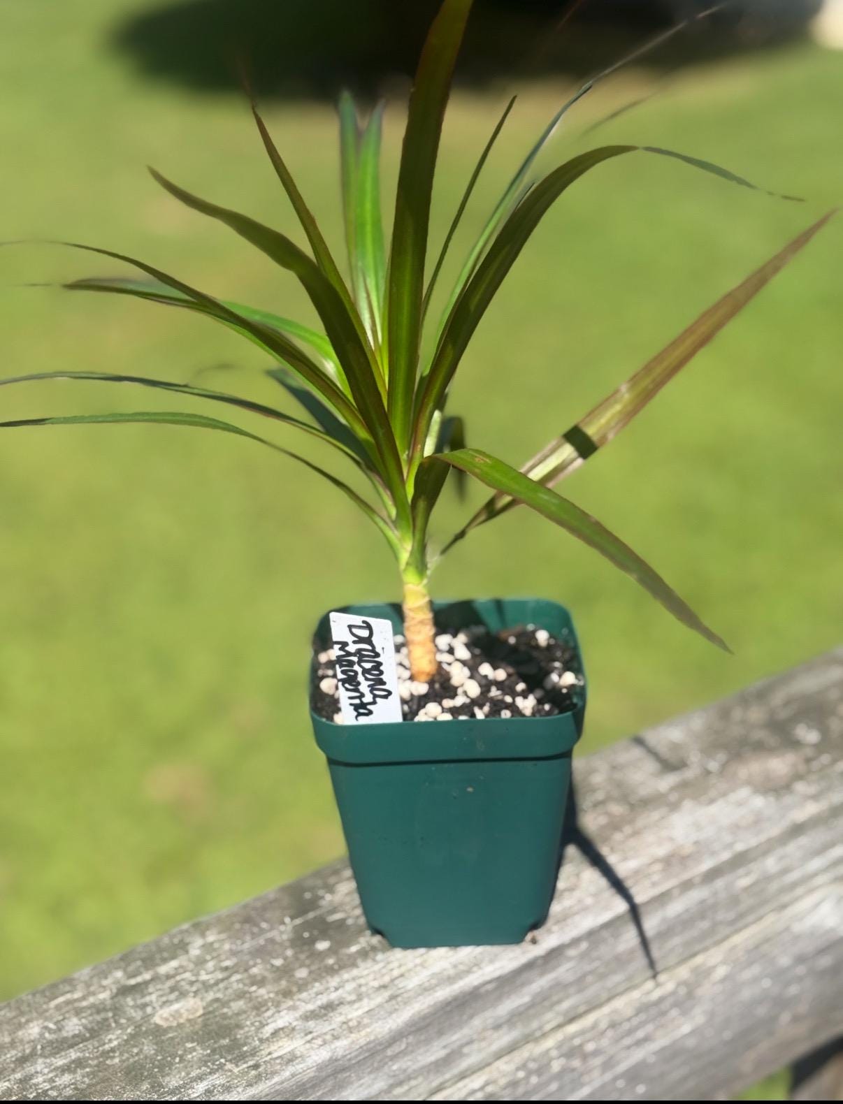 Dracaena Magenta – 6-10” Starter Plant