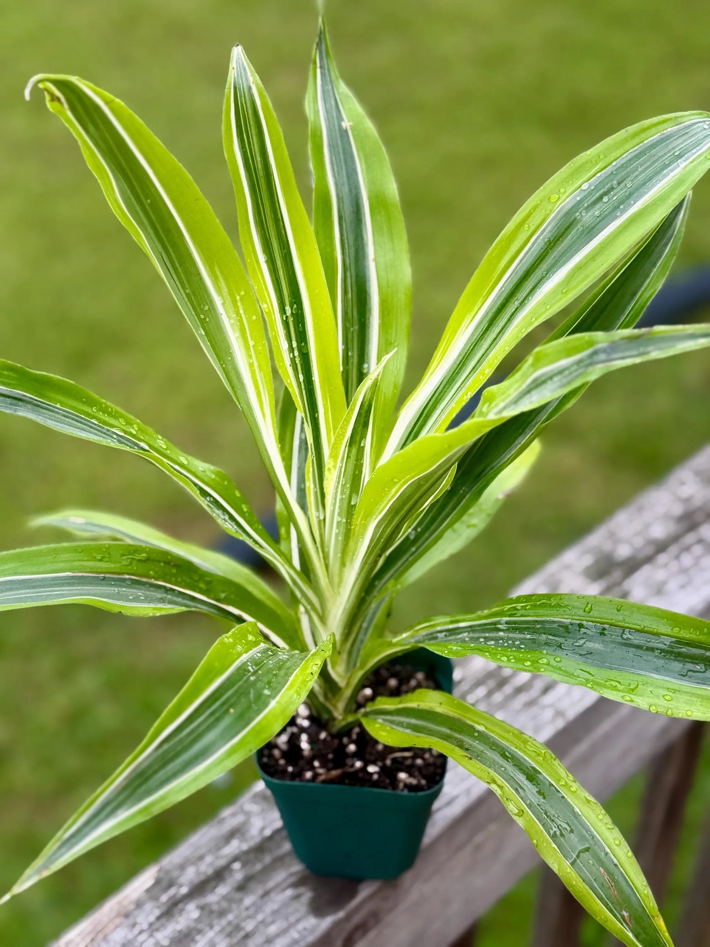 Dracaena ‘Lemon Surprise’ | Bright Lime Variegated Houseplant | 3” Fabric Nursery Pot