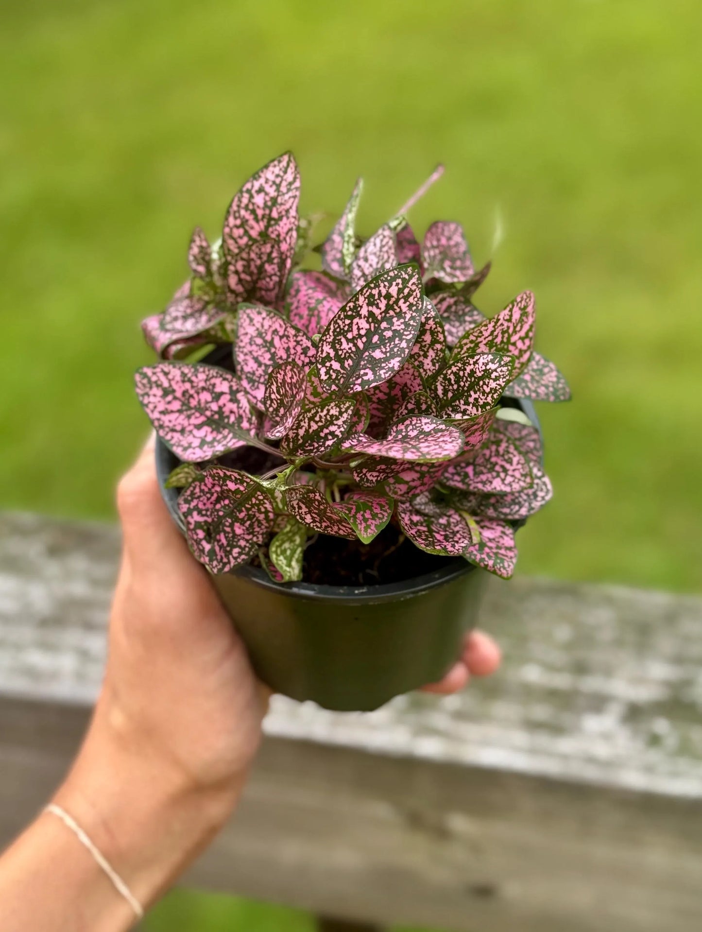 Polka Dot Plant | Pink Hypoestes | Colorful Live Houseplant