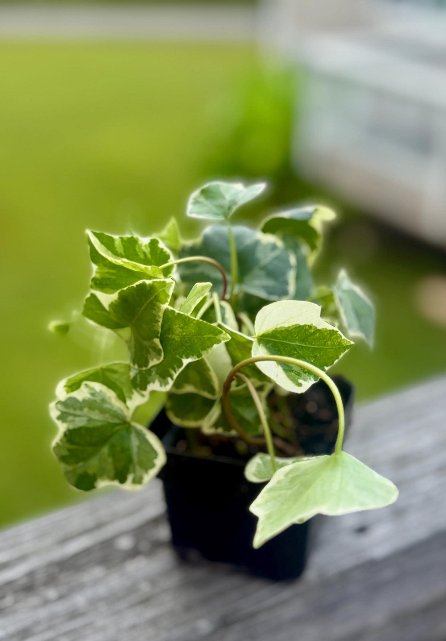 Glacier Ivy | Variegated Trailing English Ivy | 3” Fabric Nursery Pot