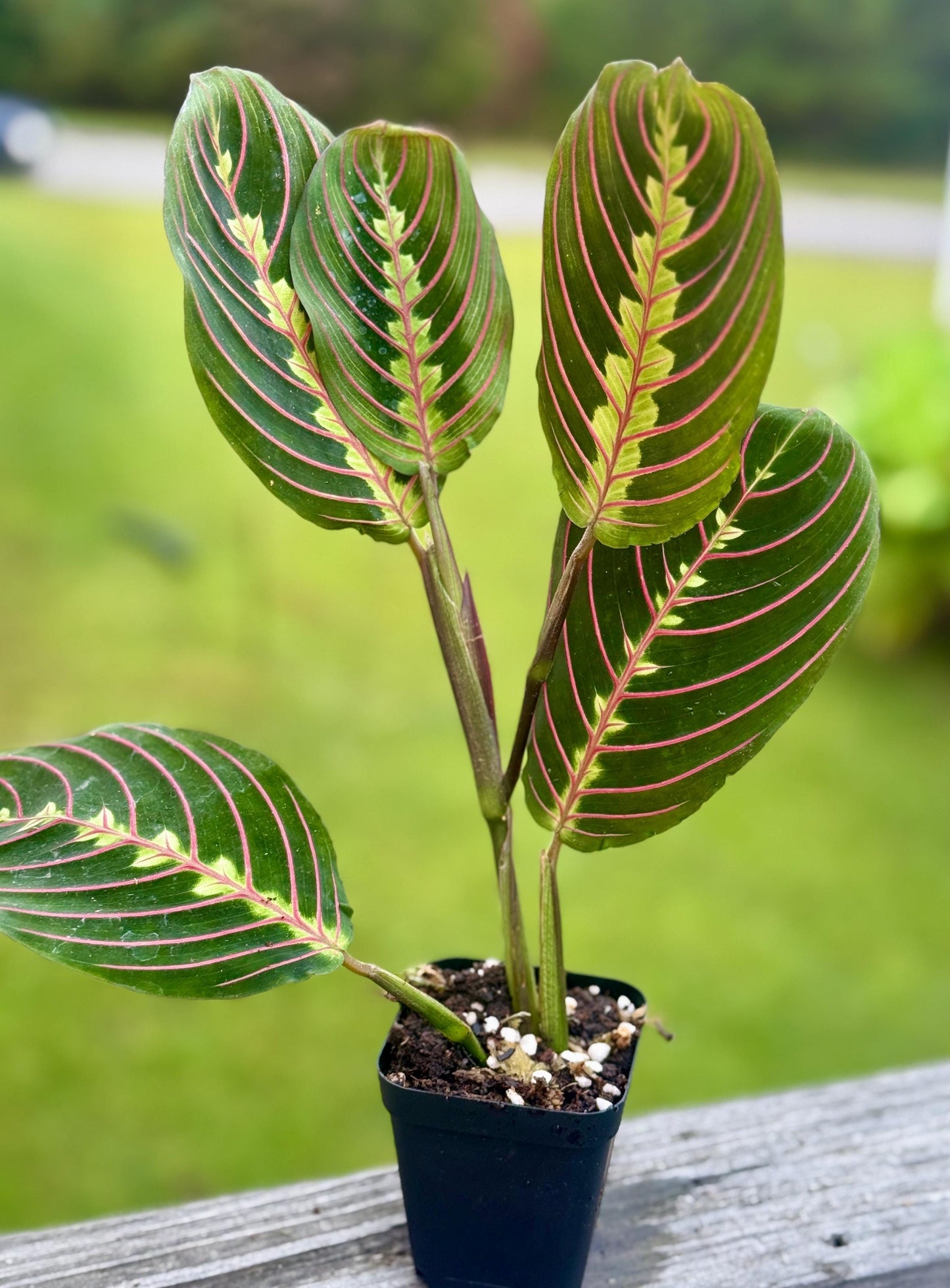 Red Maranta Prayer Plant | Folding Leaf Tropical | 3” Fabric Nursery Pot