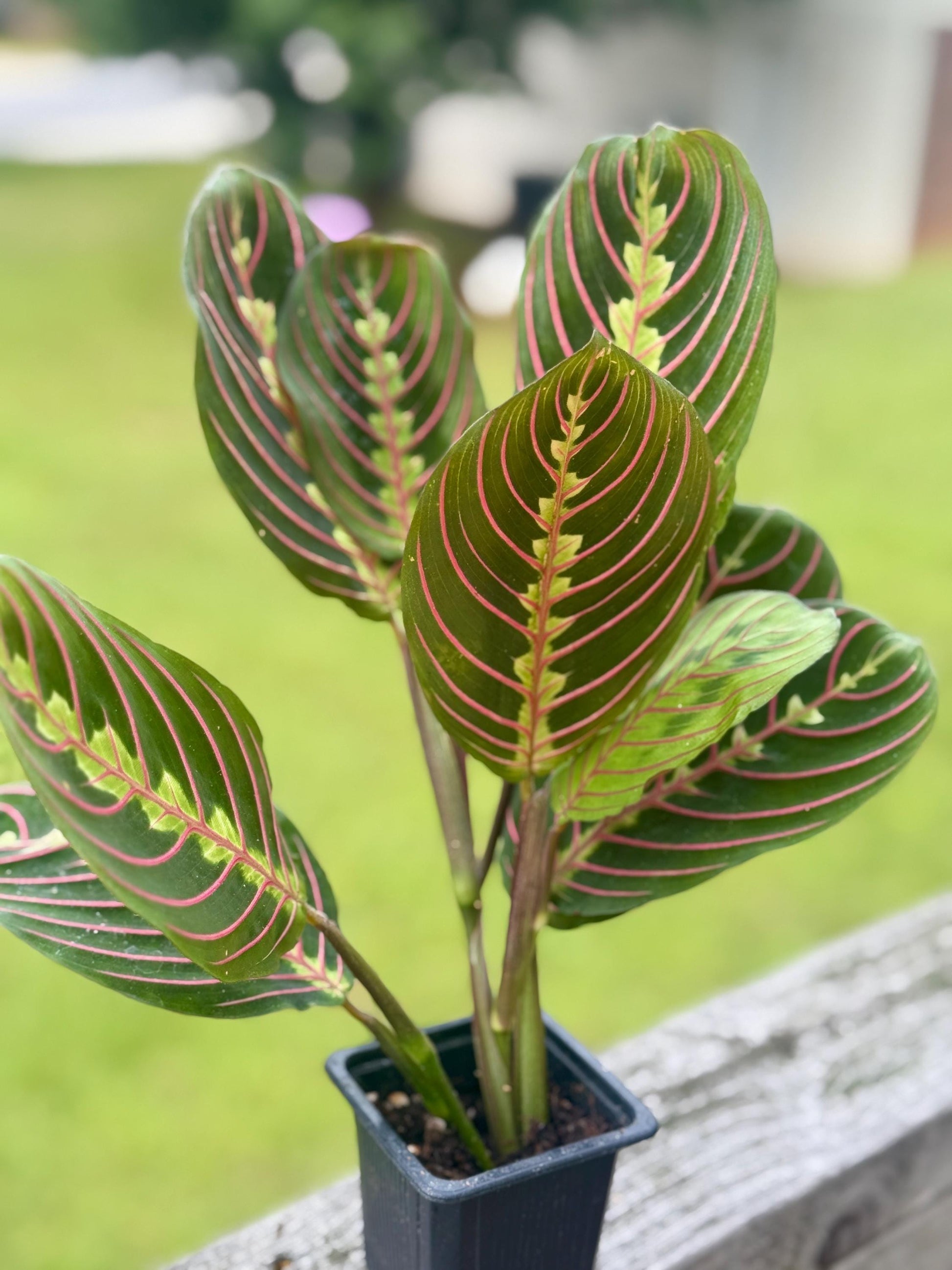Red Maranta Prayer Plant | Folding Leaf Tropical | 3” Fabric Nursery Pot