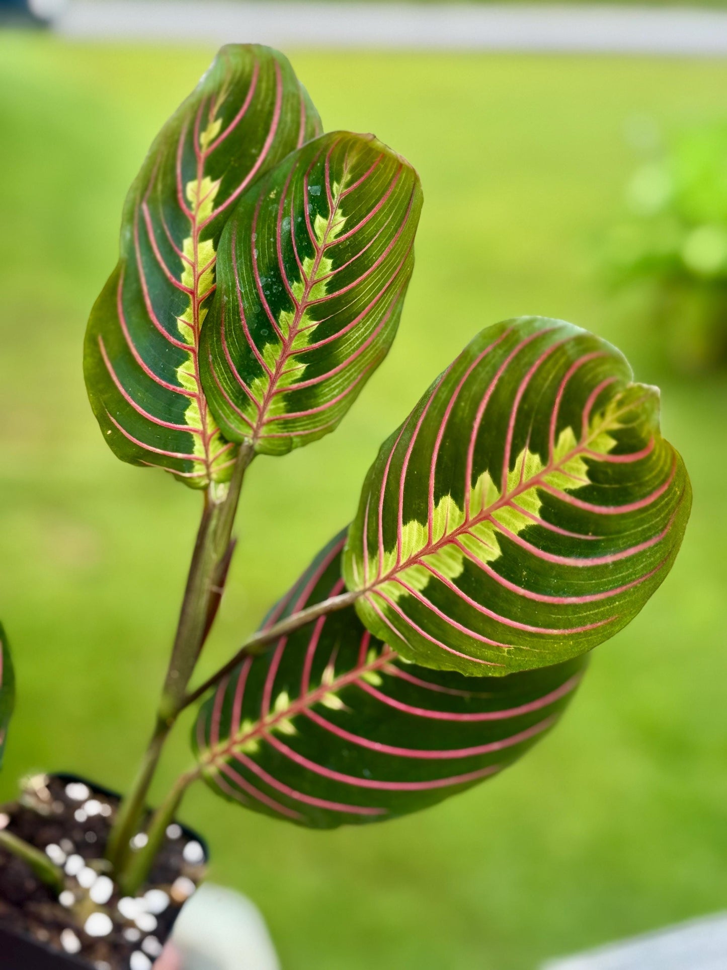 Red Maranta Prayer Plant | Folding Leaf Tropical | 3” Fabric Nursery Pot