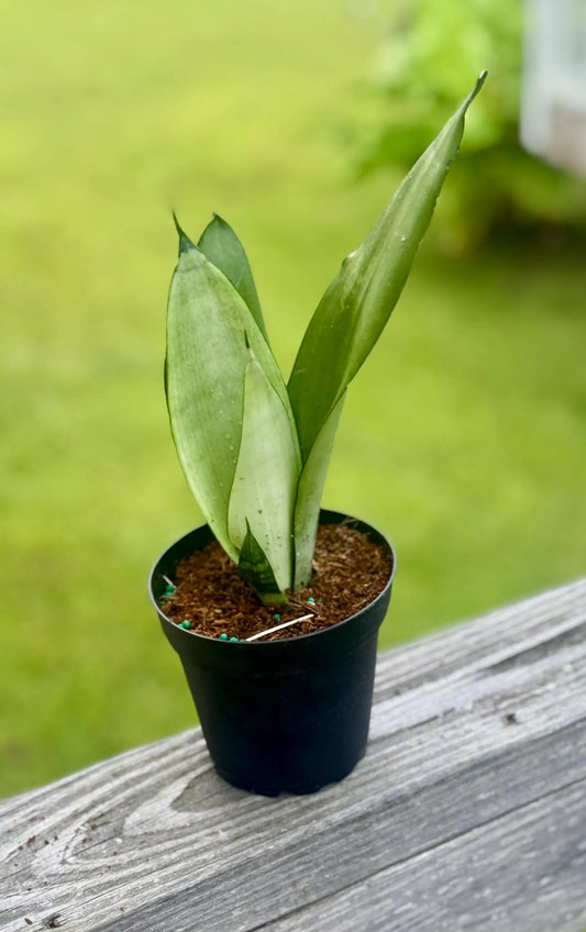 Snake Plant ‘Moonshine’ | Silver Sansevieria | 3-6”