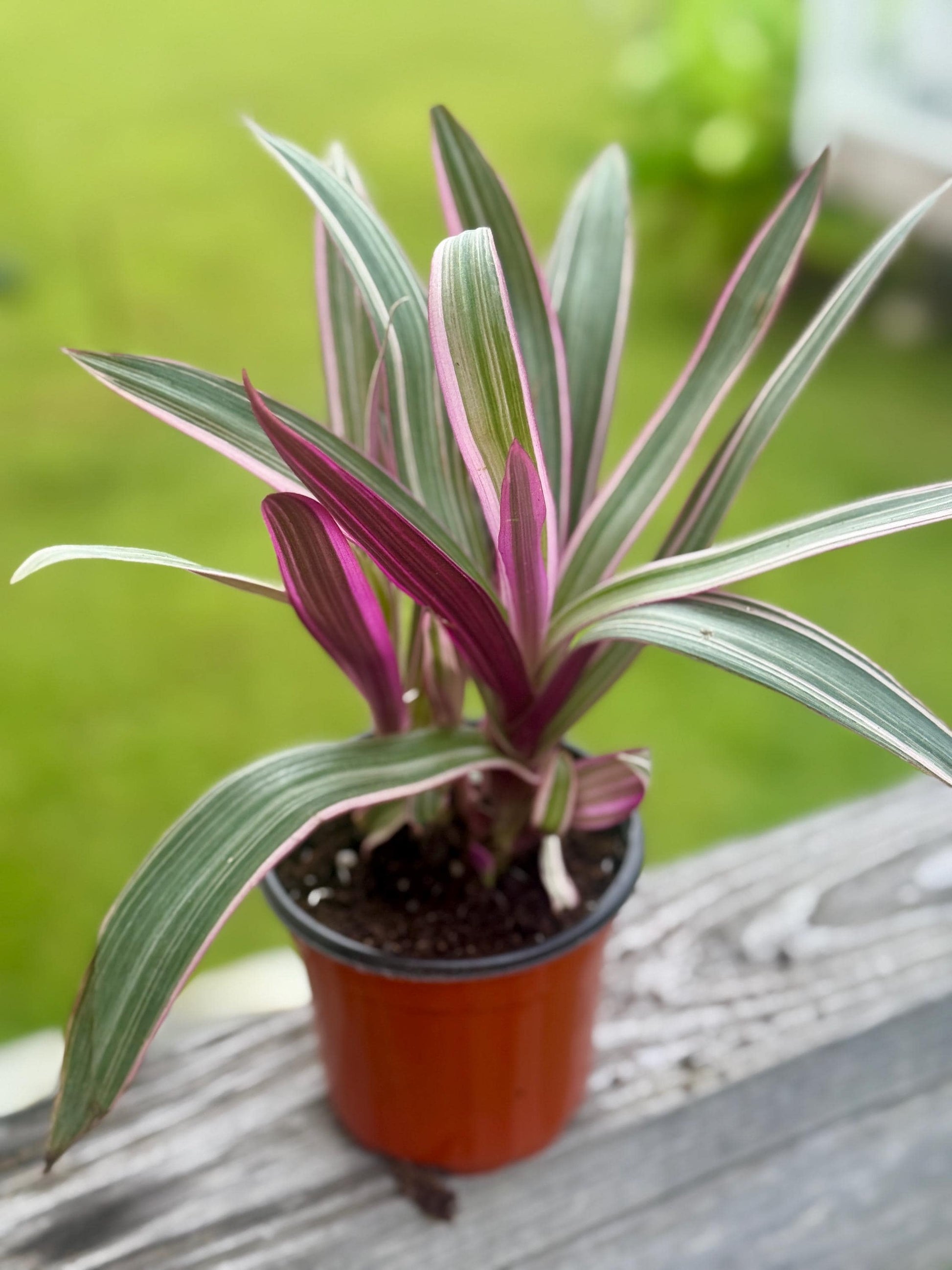 Moses in the Cradle | Tradescantia spathacea Oyster Plant | 3” Fabric Nursery Pot