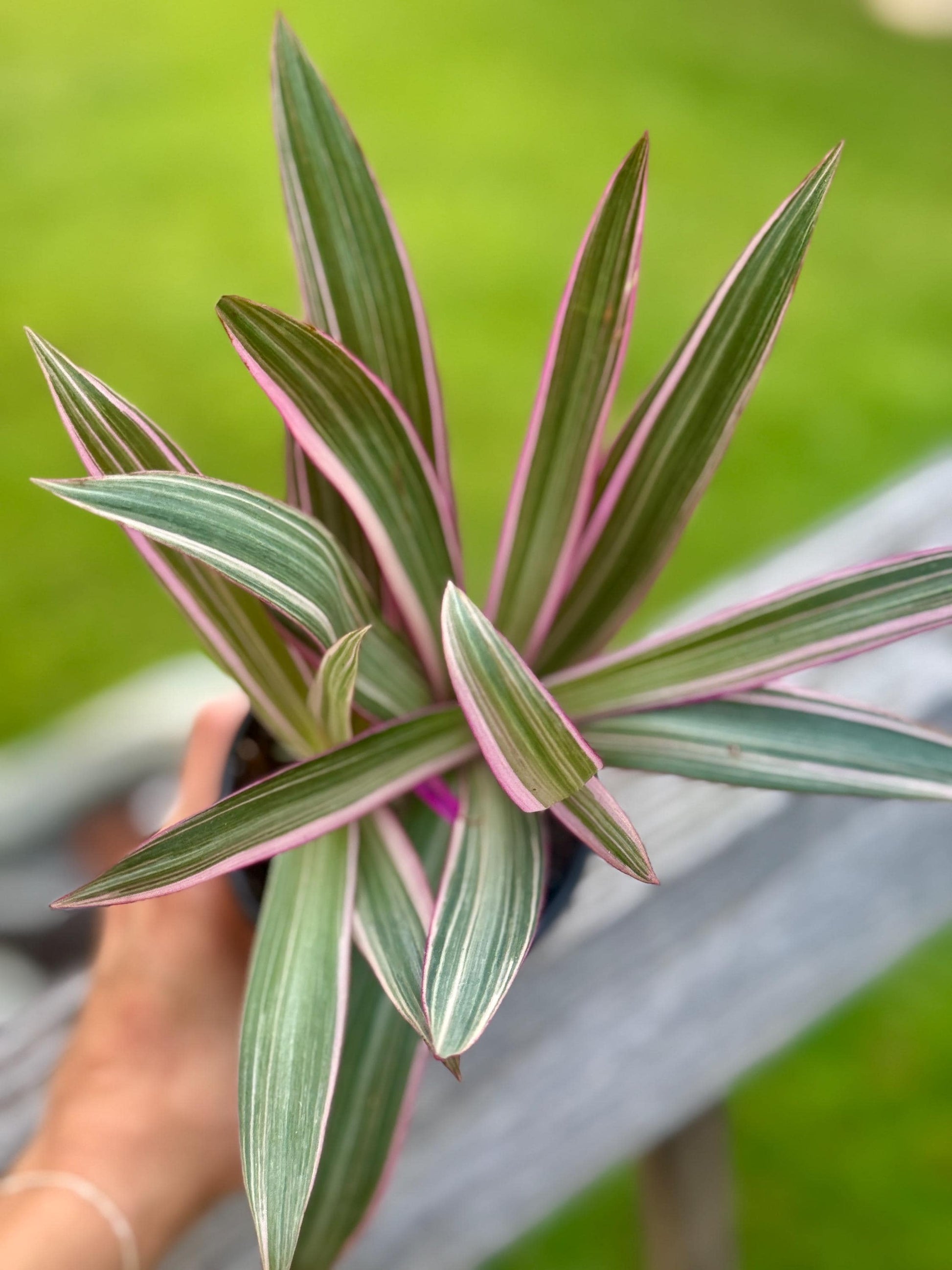 Moses in the Cradle | Tradescantia spathacea Oyster Plant | 3” Fabric Nursery Pot