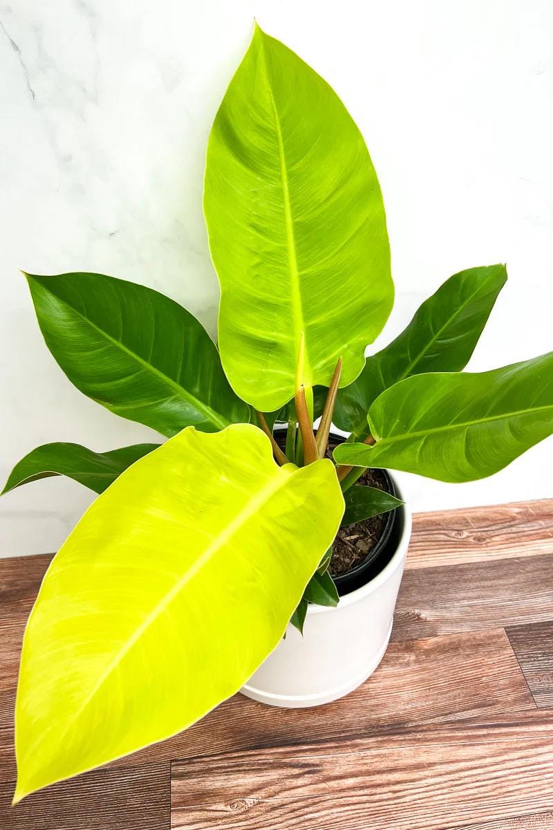 Philodendron Moonlight β Live Starter Plant (3β6β)