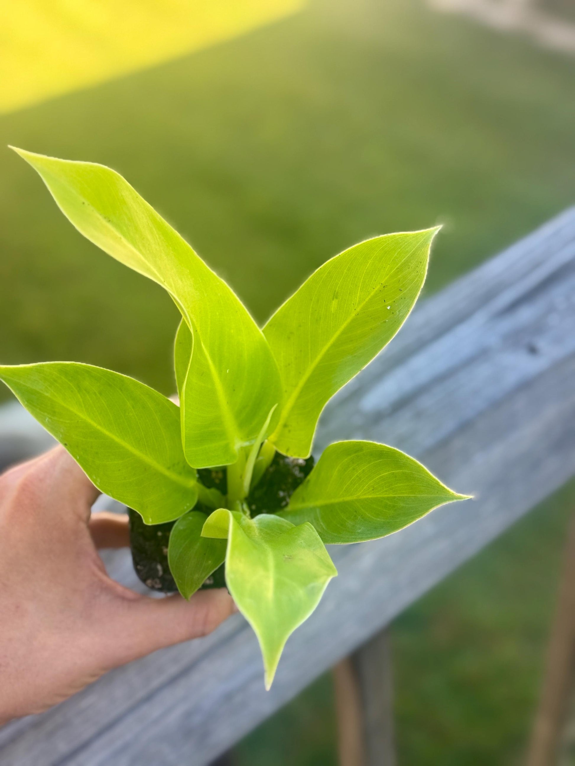 Philodendron Moonlight β Live Starter Plant (3β6β)