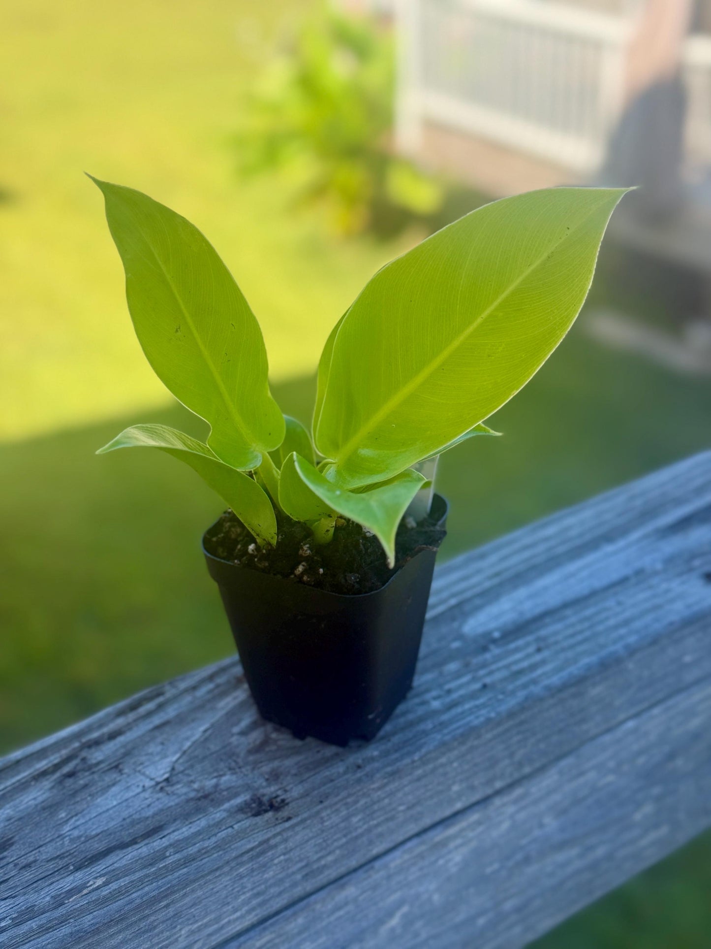 Philodendron Moonlight β Live Starter Plant (3β6β)