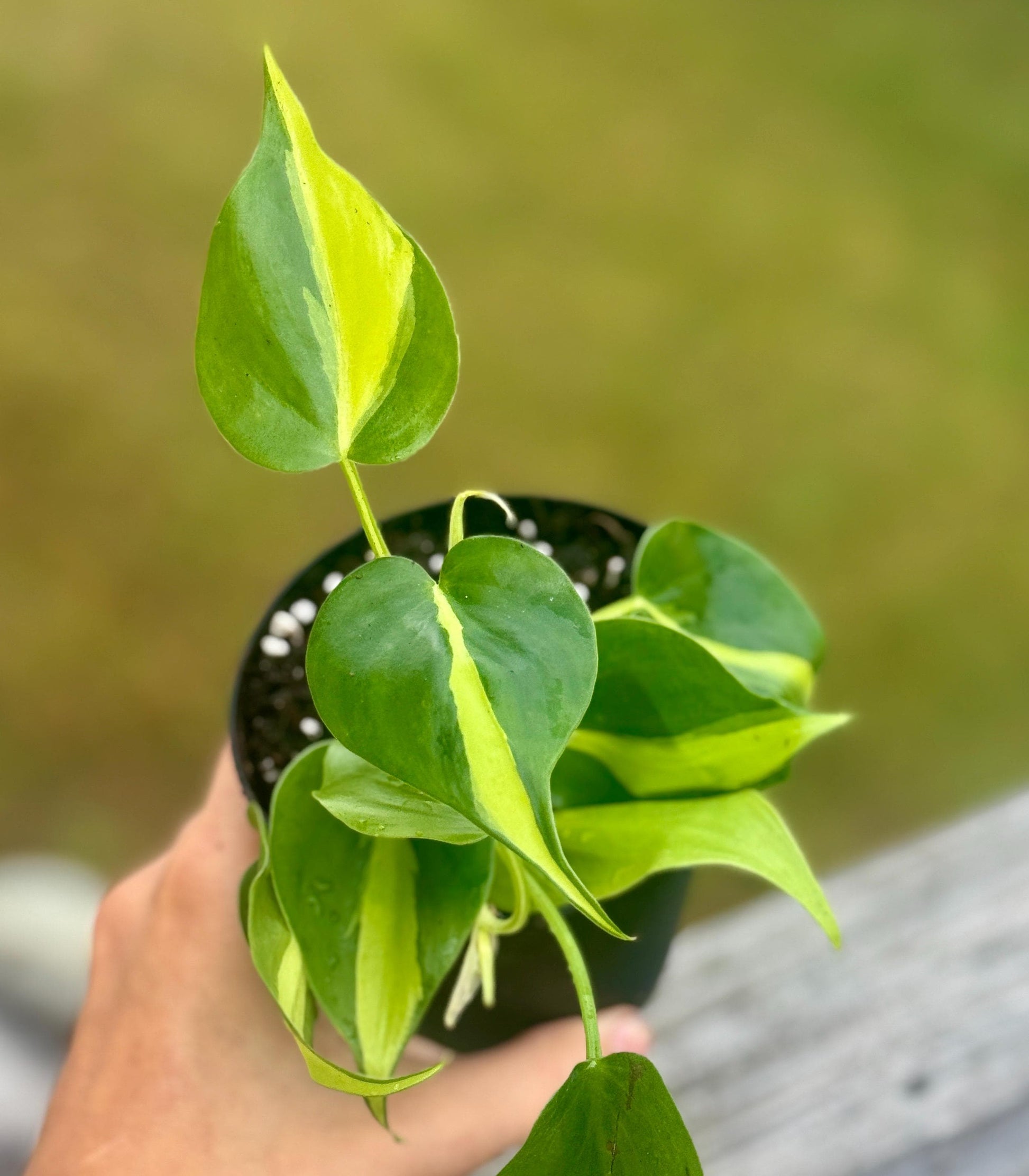 Live Philodendron ‘Brasil’ Starter Plant (2–4”)