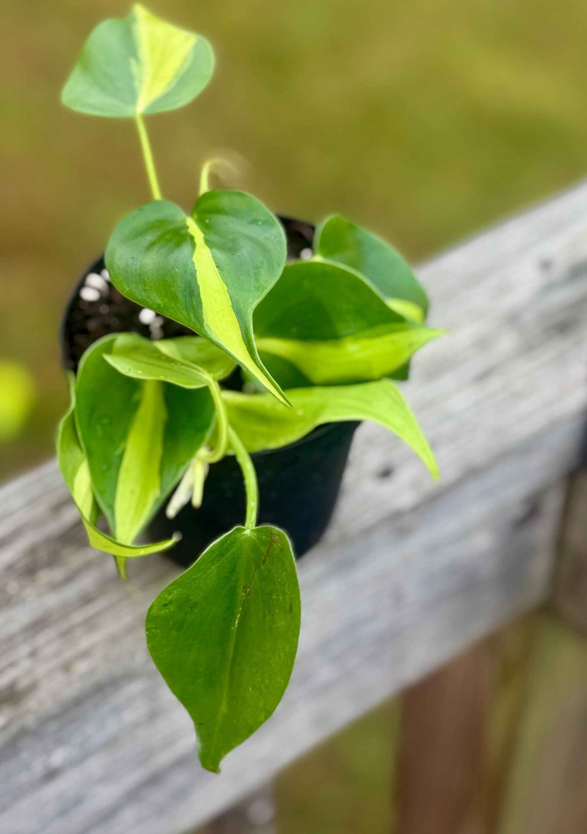 Live Philodendron ‘Brasil’ Starter Plant (2–4”)