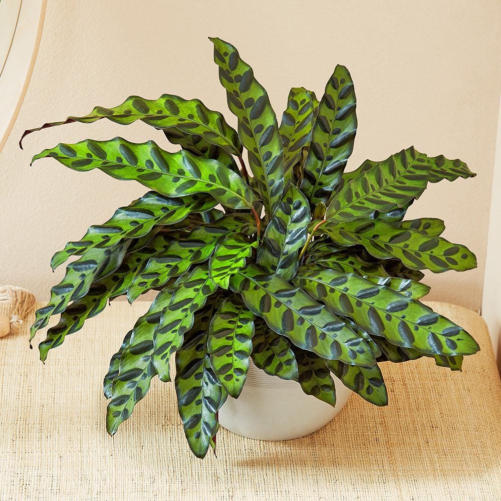 Live Calathea Rattlesnake Starter (4–6”)