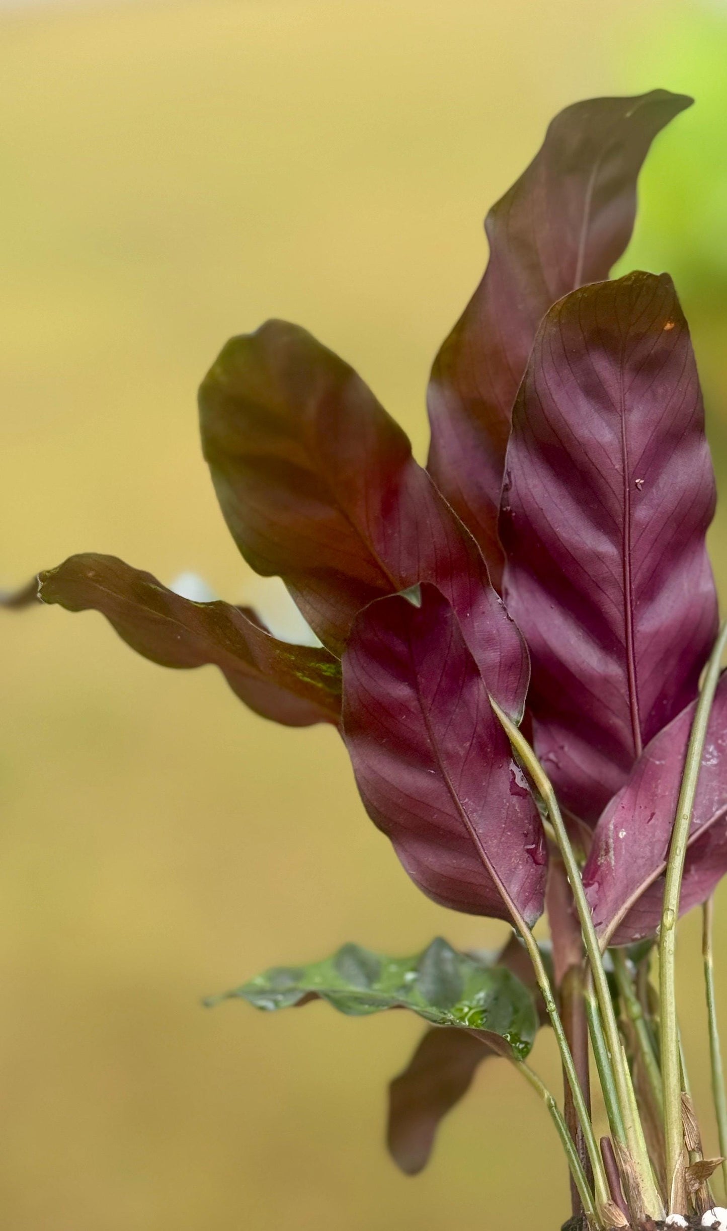 Live Calathea Rattlesnake Starter (4–6”)