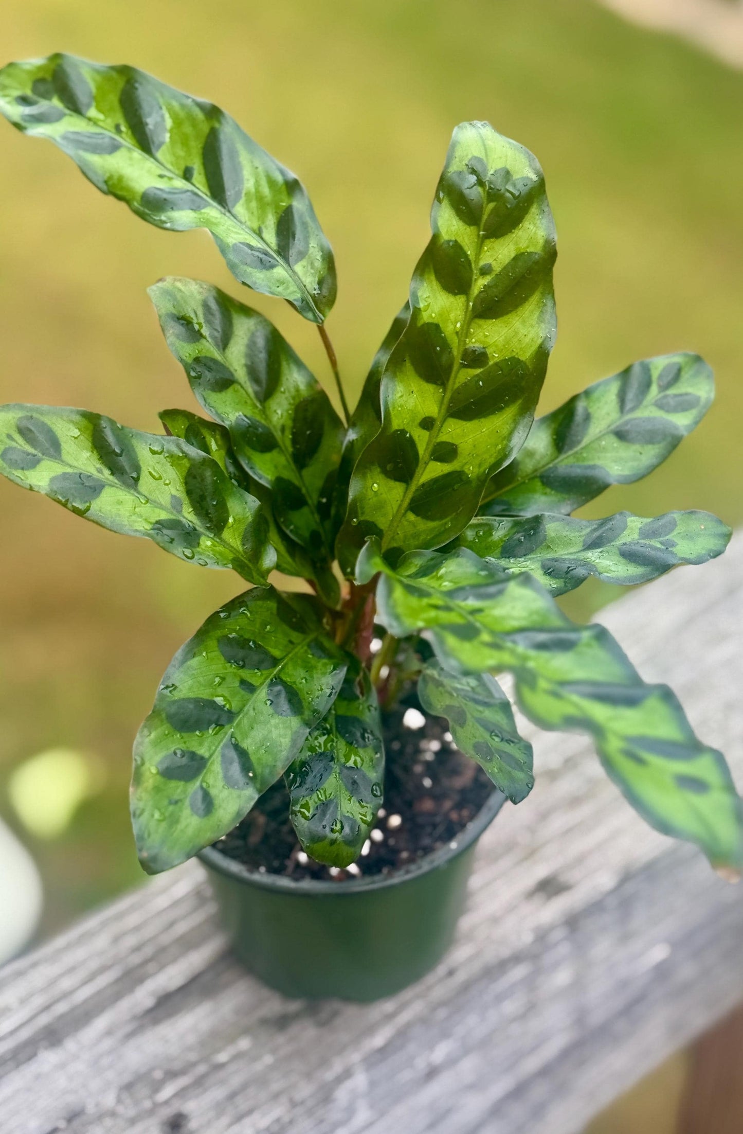 Live Calathea Rattlesnake Starter (4–6”)