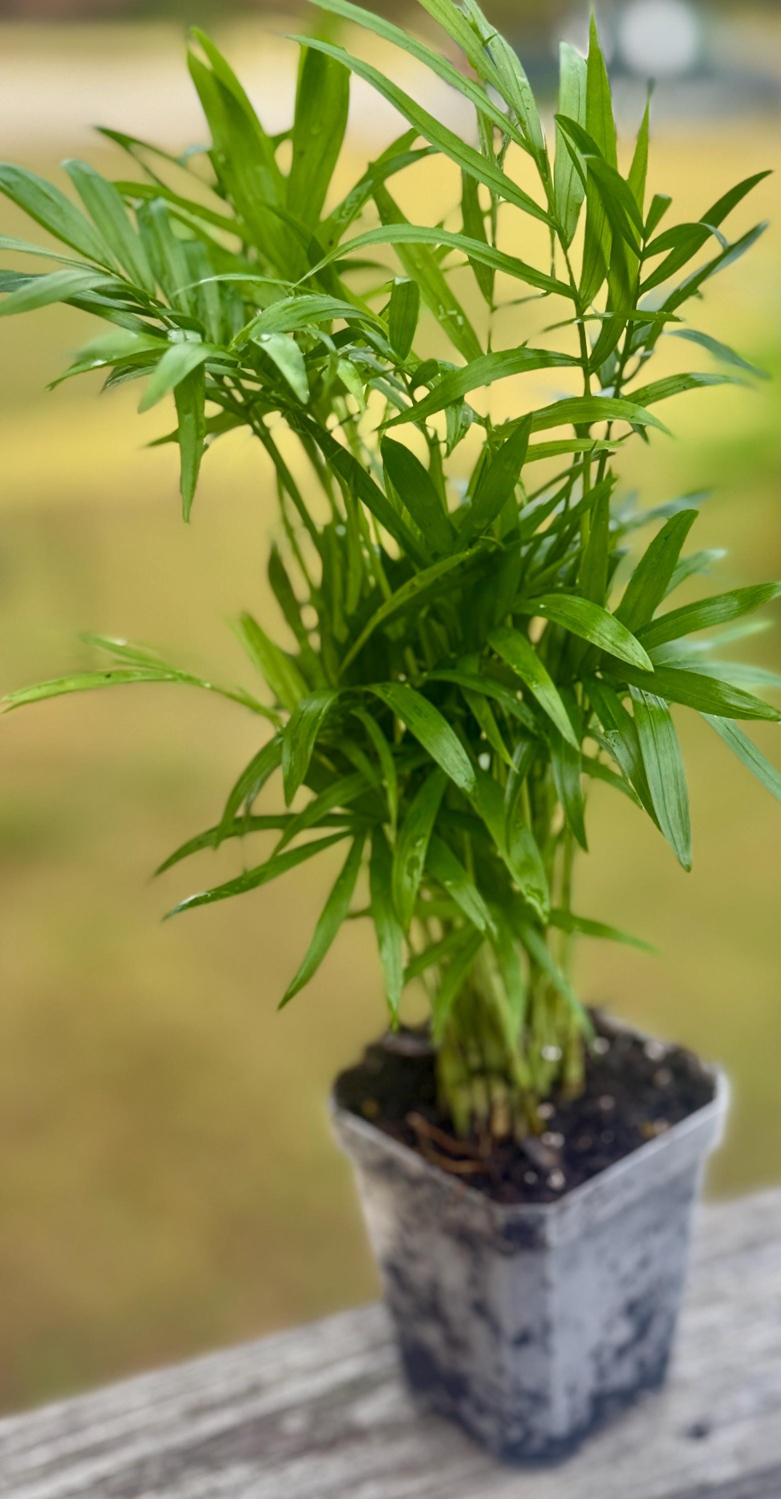 Live Parlor Palm Starter (3–6”)