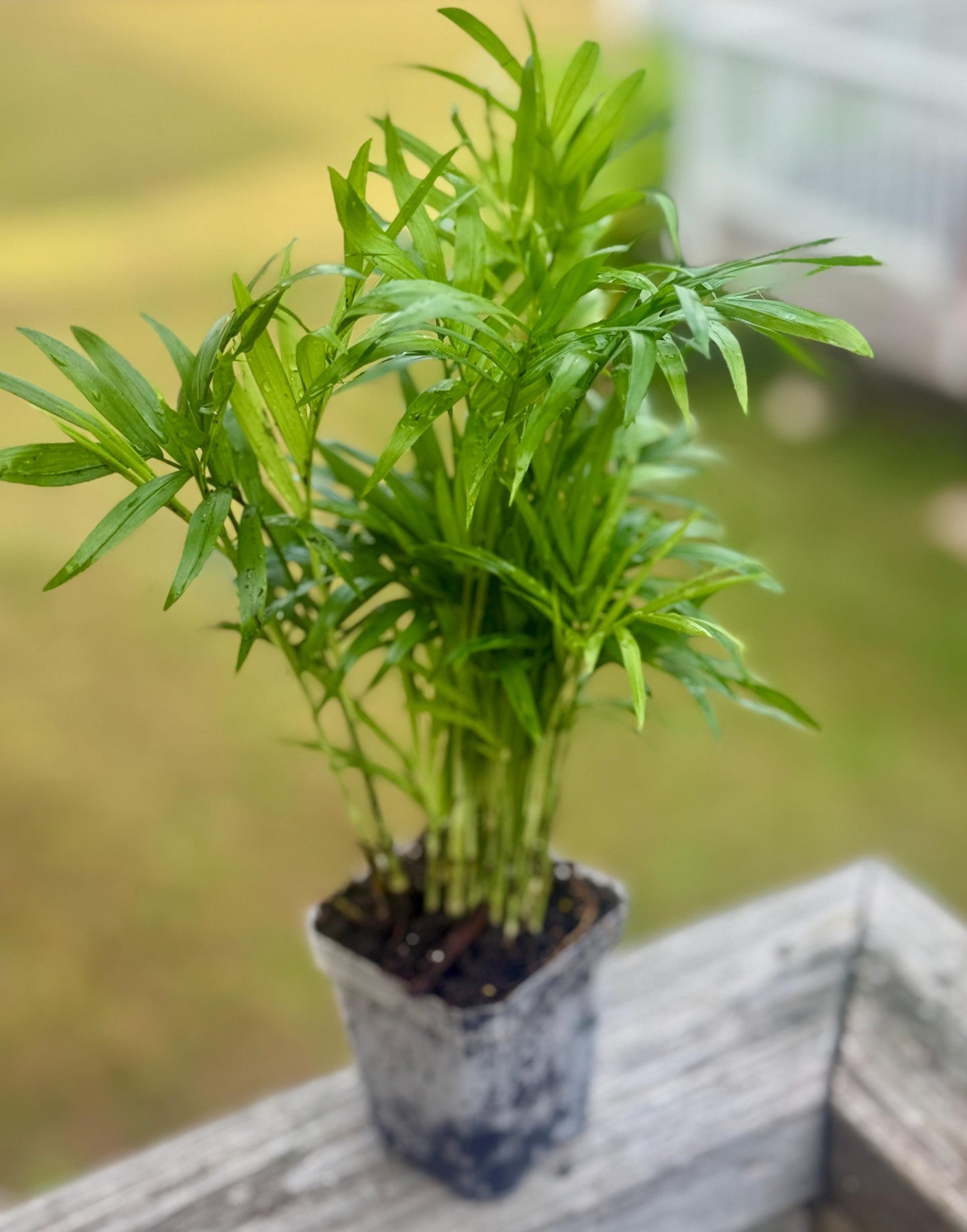 Live Parlor Palm Starter (3–6”)