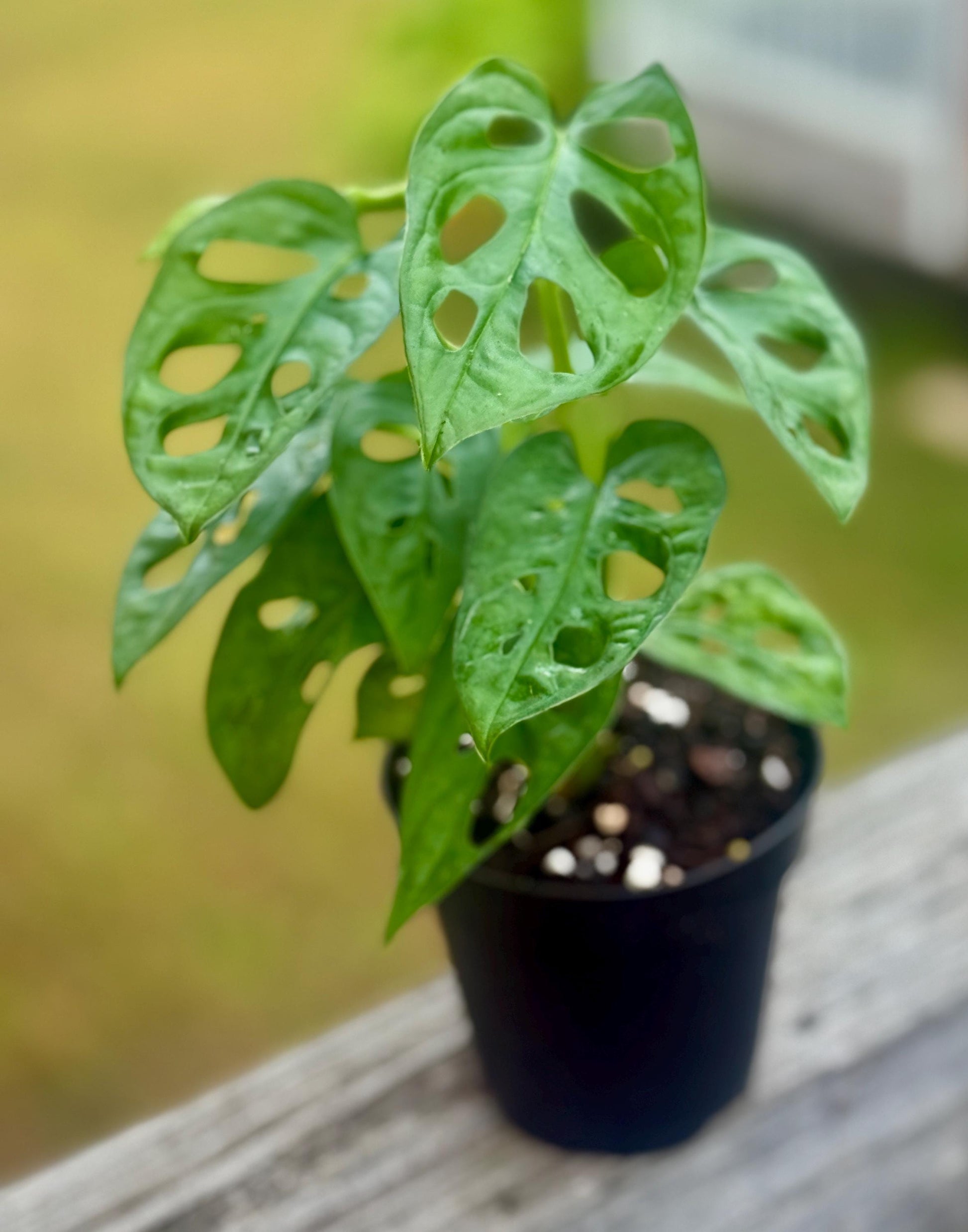 Live Monstera Adansonii ‘Swiss Cheese’ Starter (3–6”)