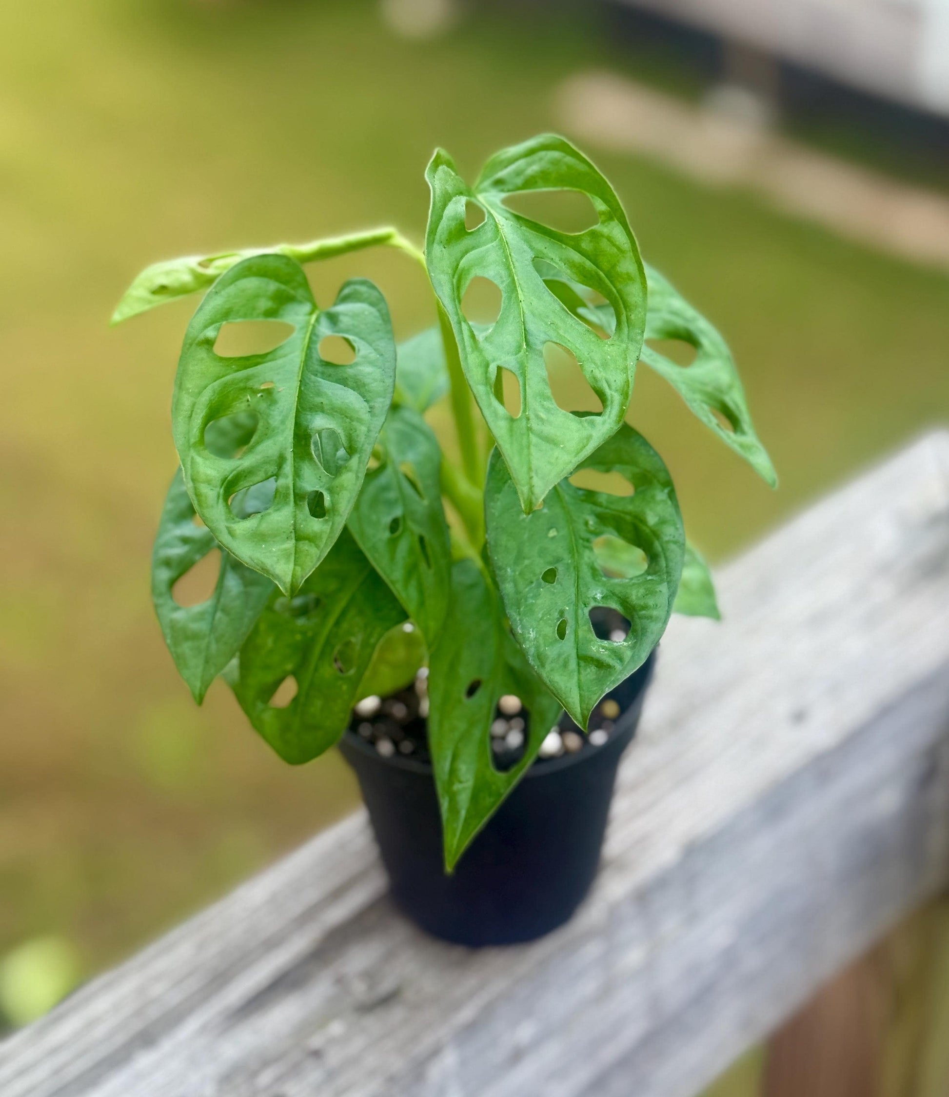 Live Monstera Adansonii ‘Swiss Cheese’ Starter (3–6”)