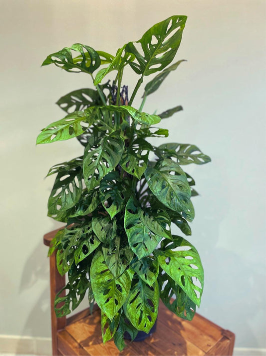 Live Monstera Adansonii ‘Swiss Cheese’ Starter (3–6”)