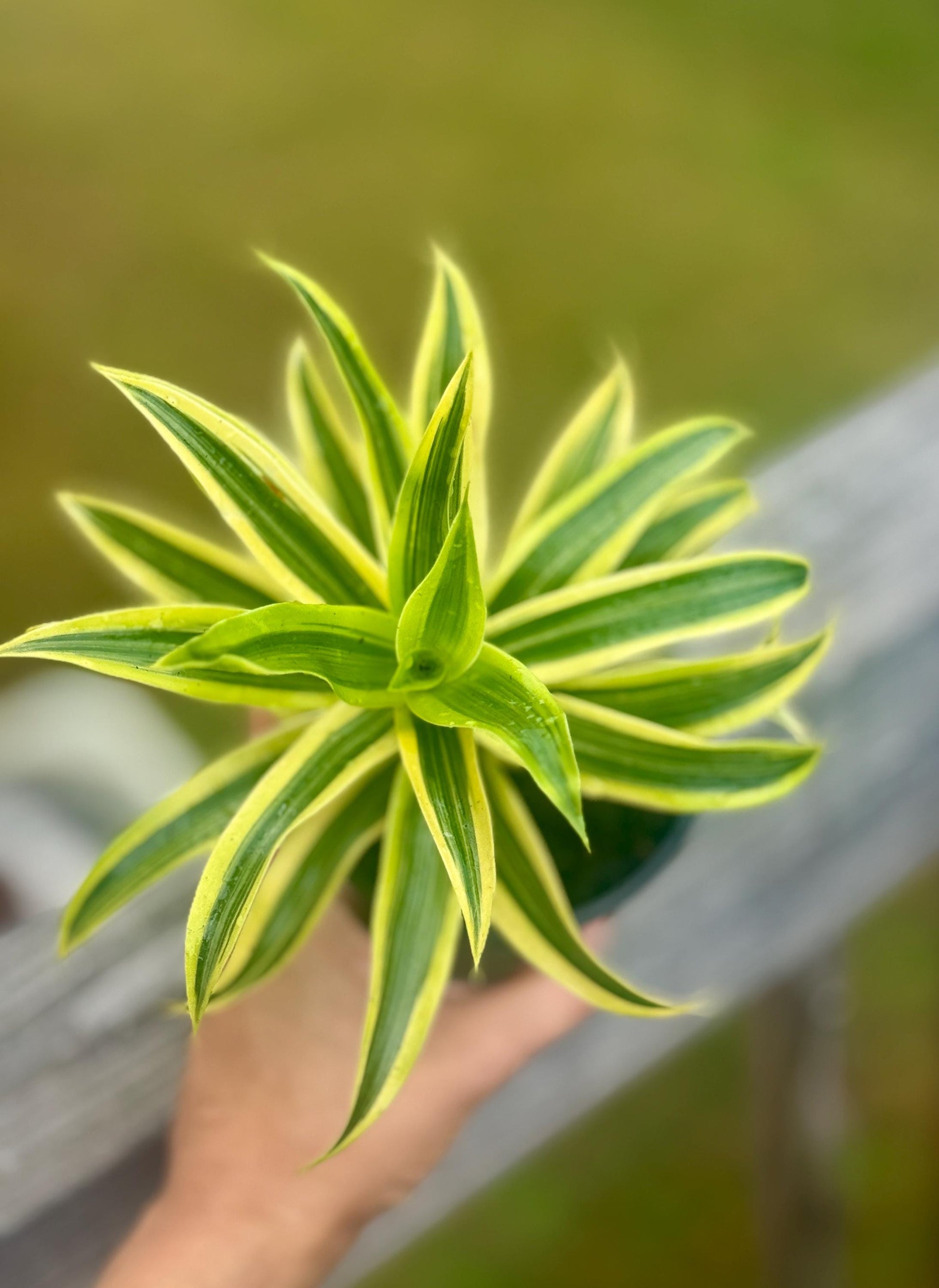 Live Dracaena ‘Song of India’ Starter Plant (4-5”)