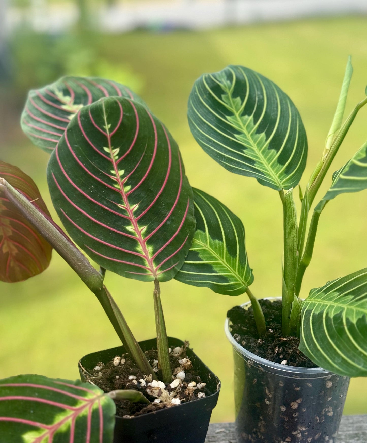 Maranta leuconeura Bundle — Lemon Lime + Red Prayer Plant Starters (5–8”)