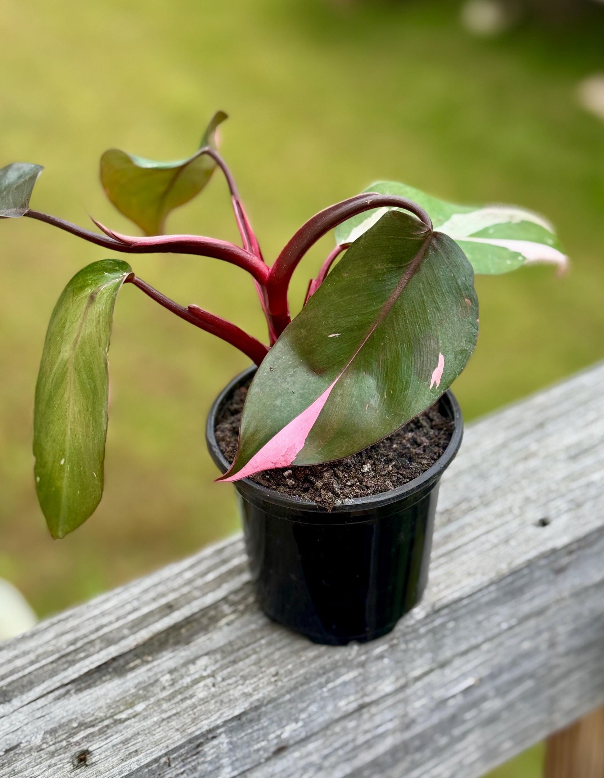 Live Pink Princess Philodendron Starter Plant (3–6”)